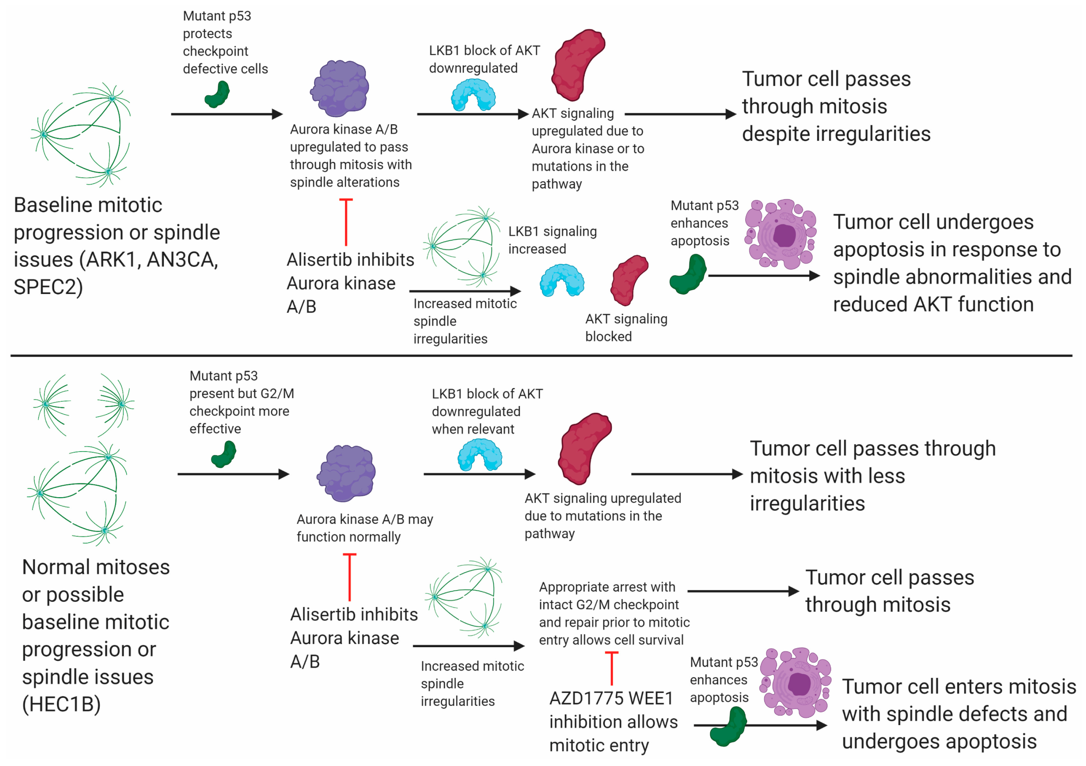 Cancers 13 02195 g006
