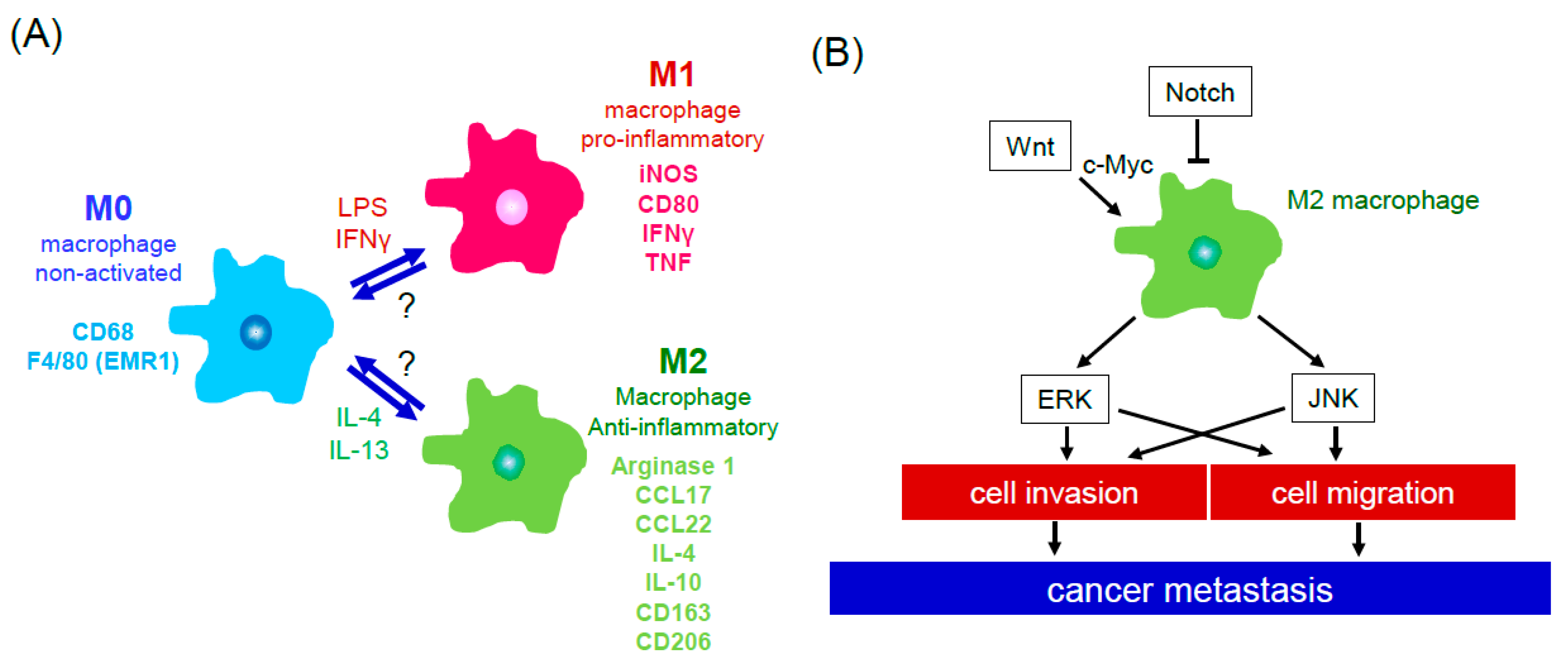 Modulation of myeloid and T cells in vivo by Bruton's tyrosine kinase  inhibitor ibrutinib in patients with metastatic pancreatic ductal  adenocarcinoma