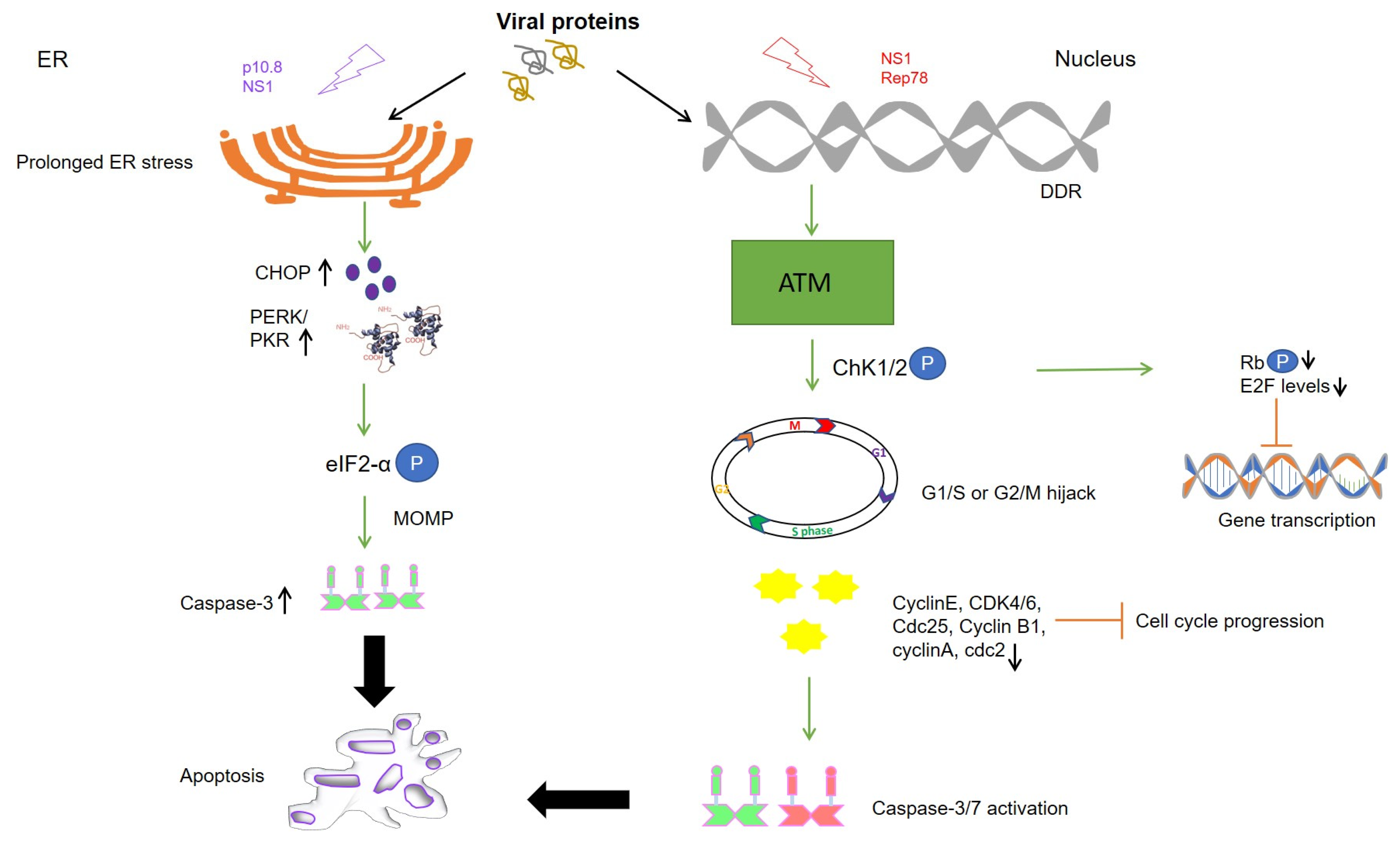 Cancers 13 02199 g001