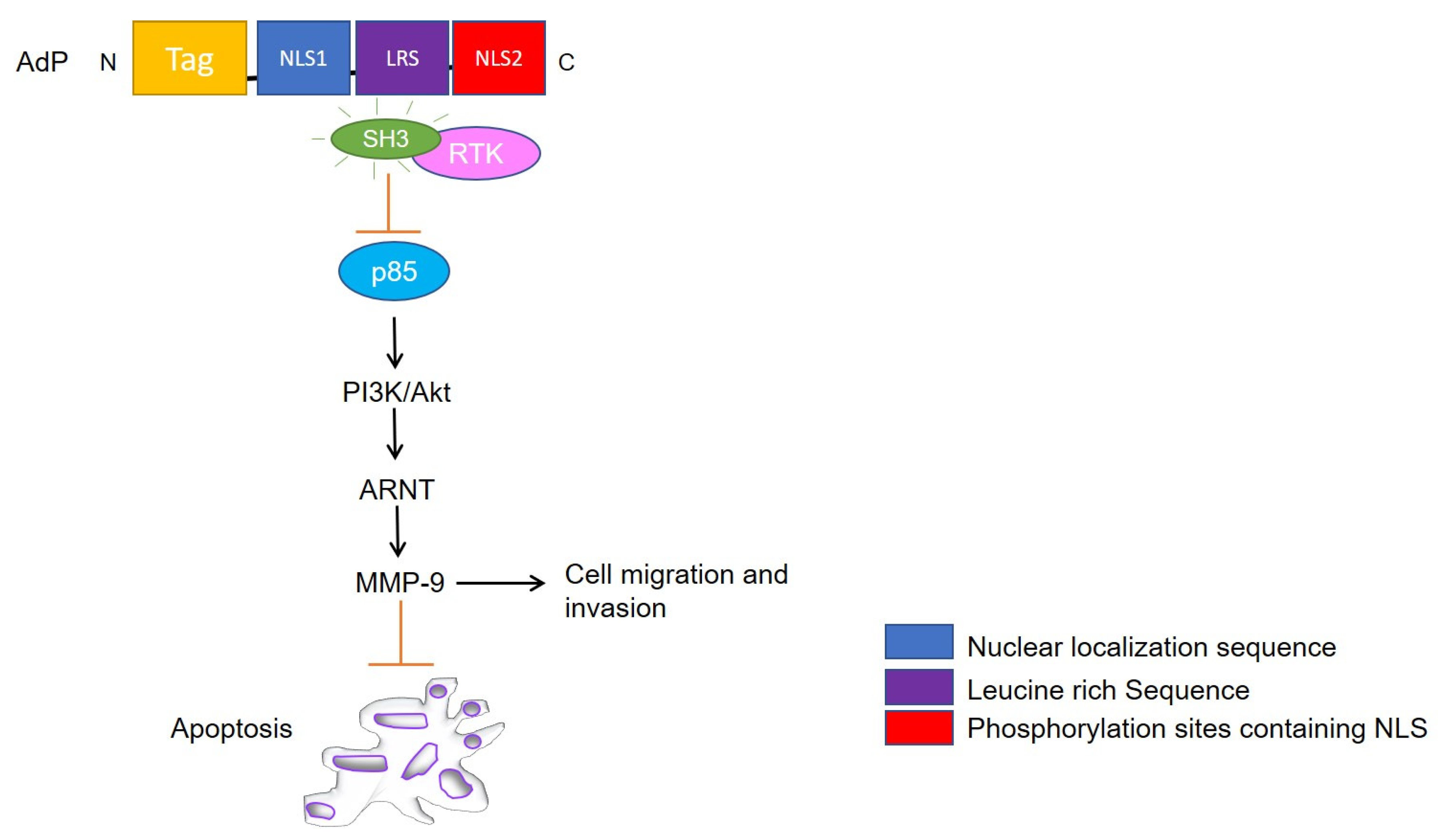Cancers 13 02199 g003
