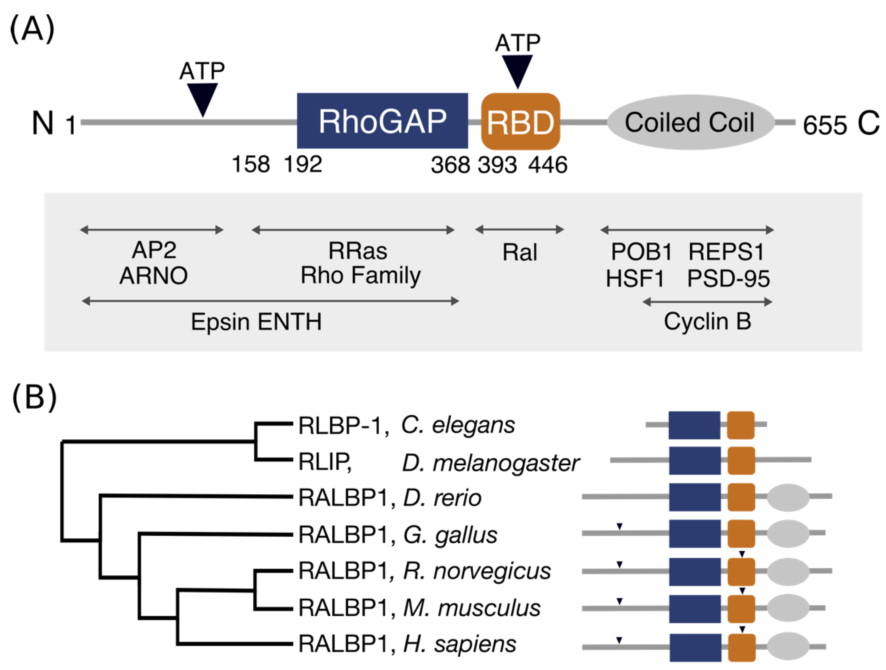 Cancers 13 02206 g001
