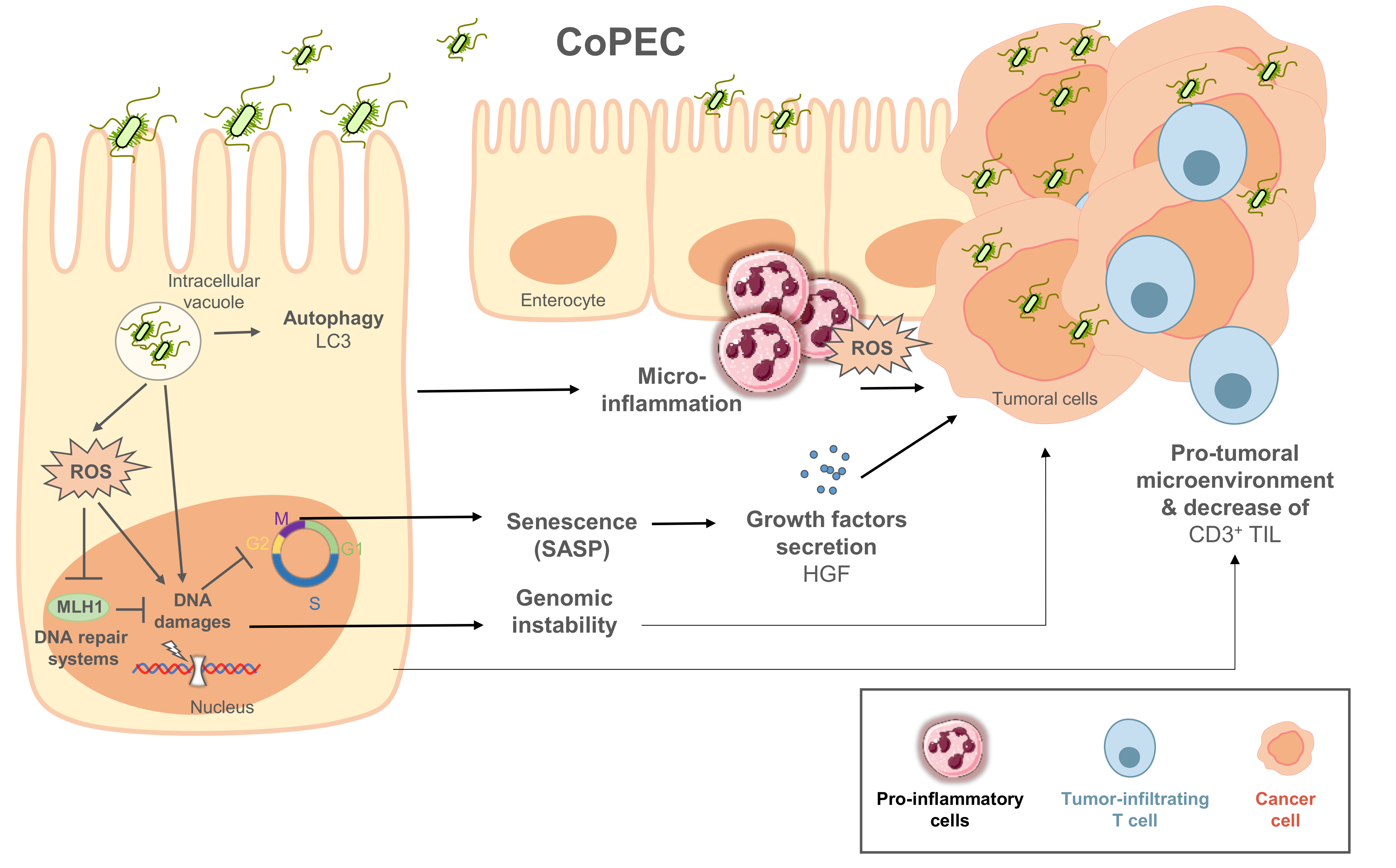 Cancers 13 02215 g002 Cancers 13 02215 g002