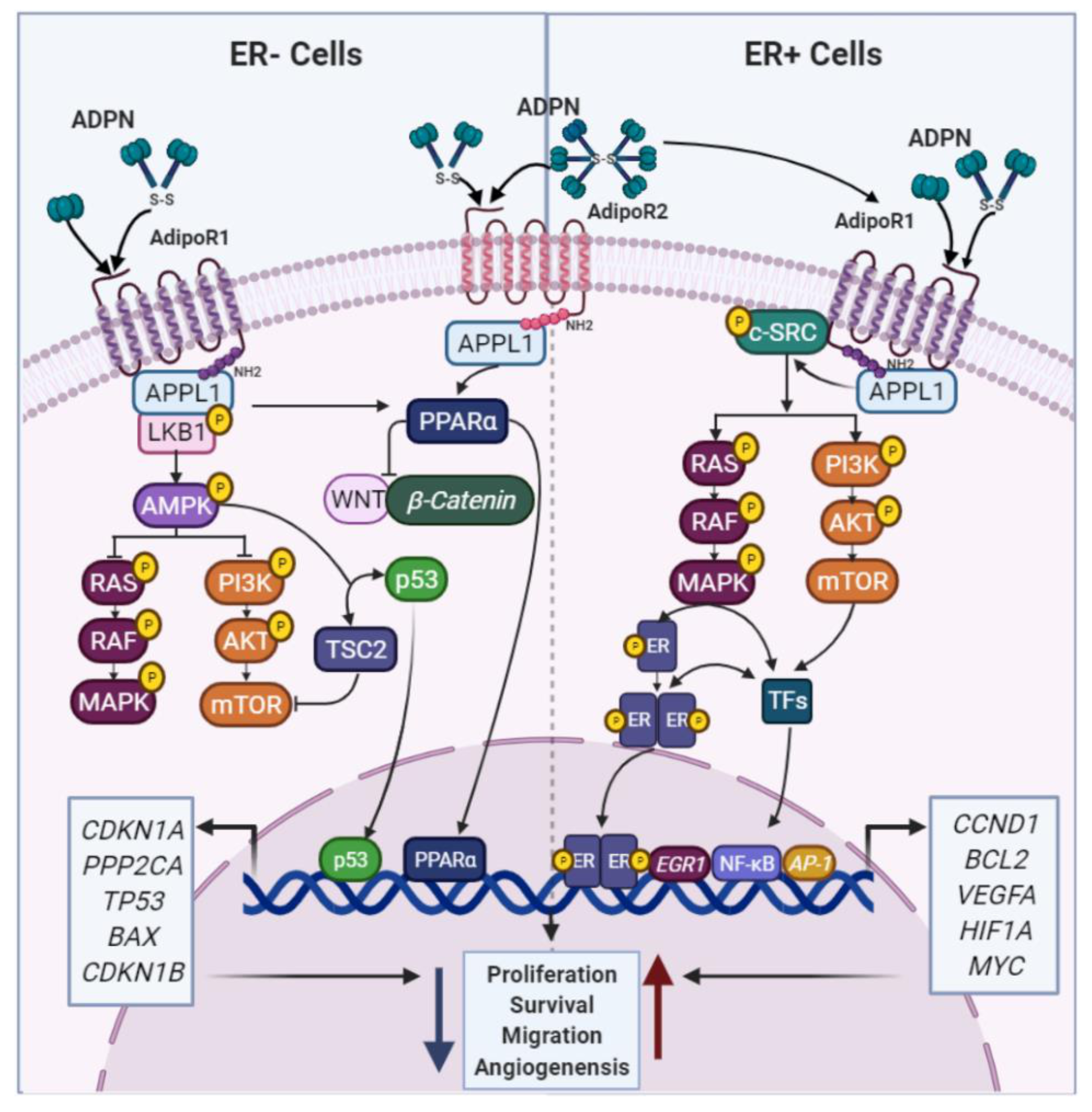 Cancers 13 02218 g002 Cancers 13 02218 g002