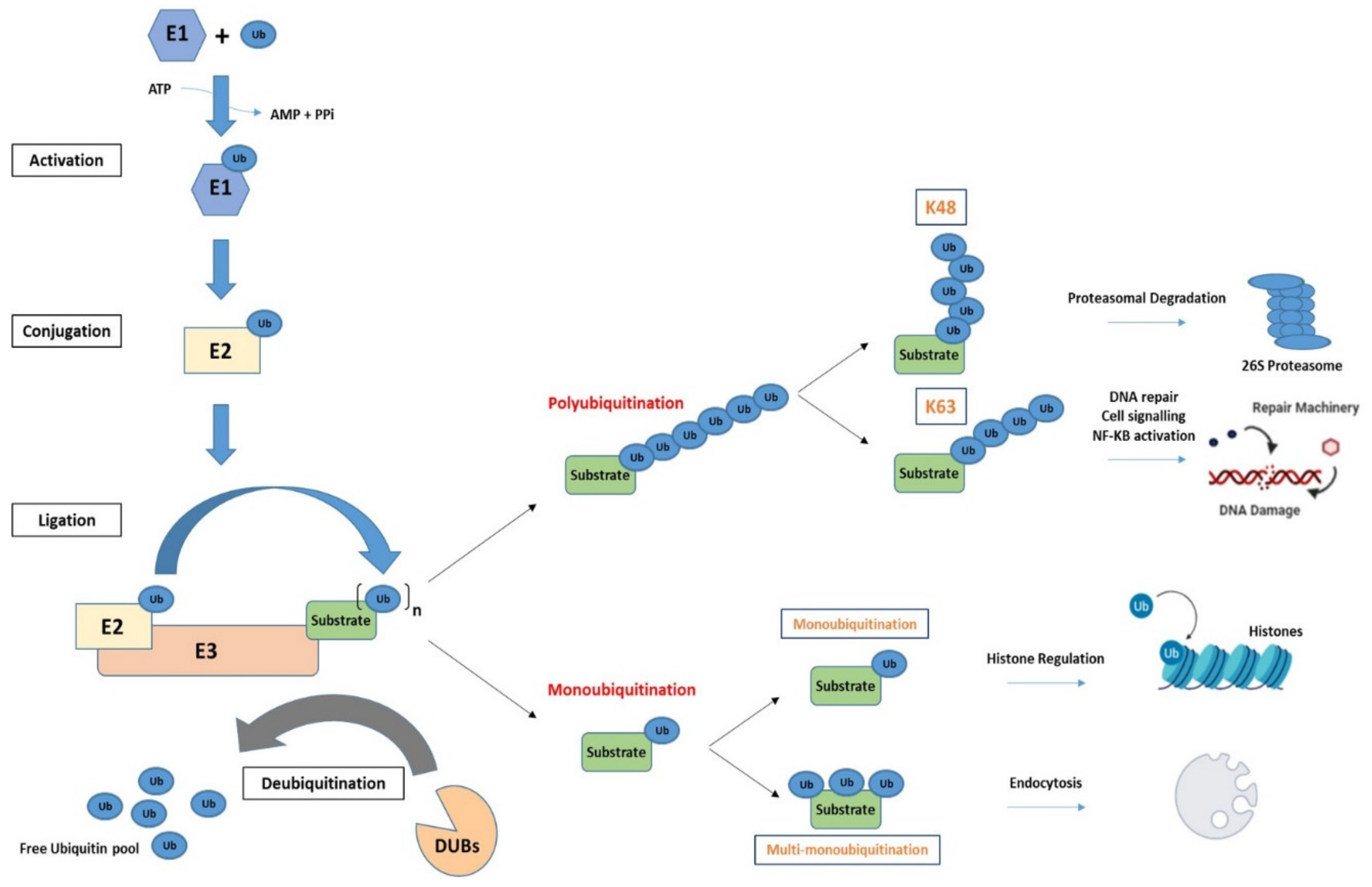 Cancers 13 02235 g001 Cancers 13 02235 g001