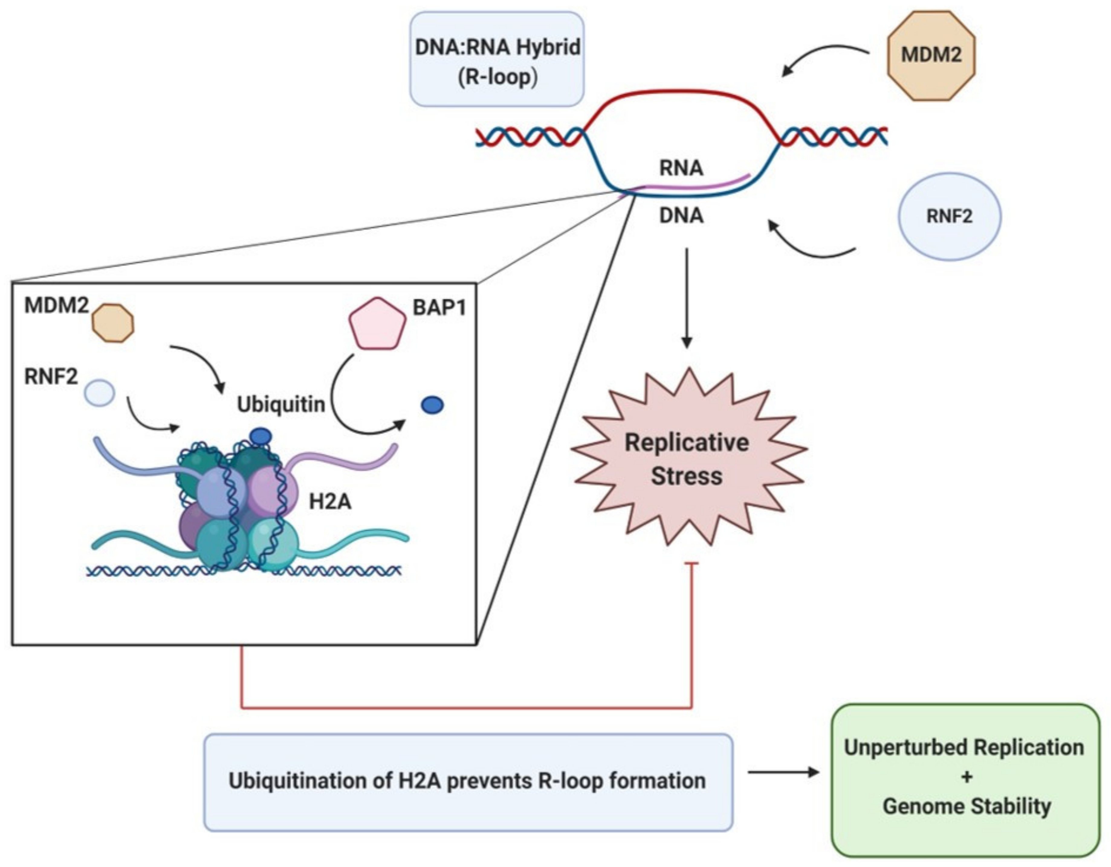 Cancers 13 02235 g003 Cancers 13 02235 g003