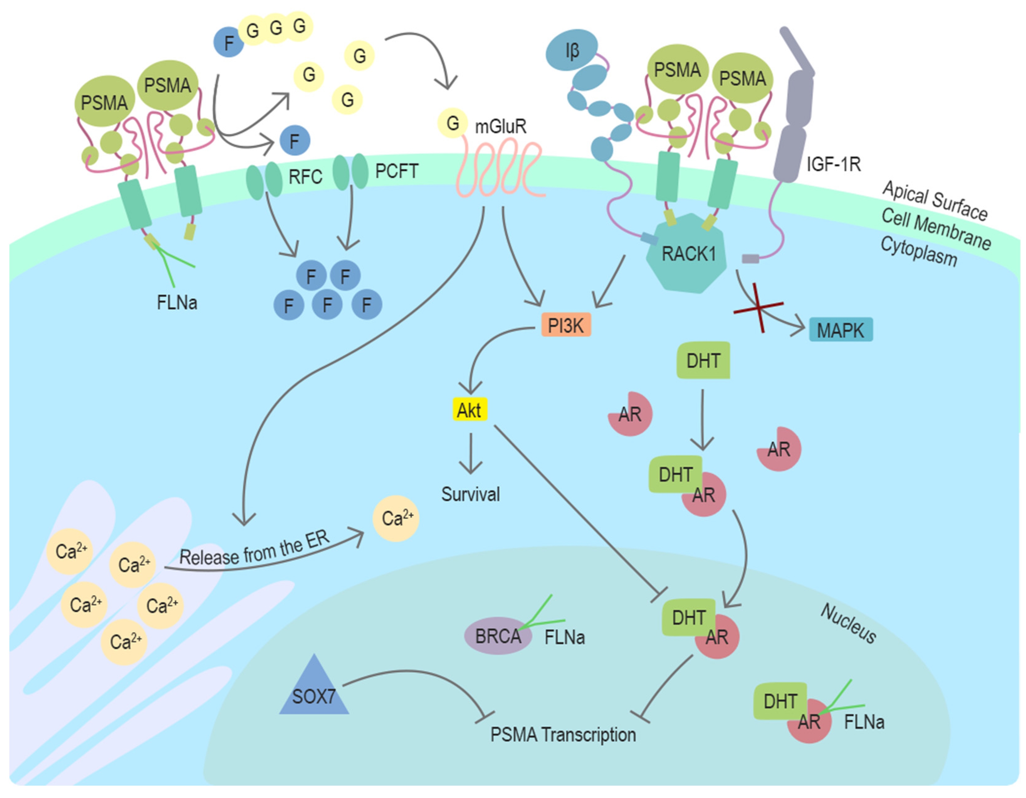 Cancers 13 02244 g002 Cancers 13 02244 g002