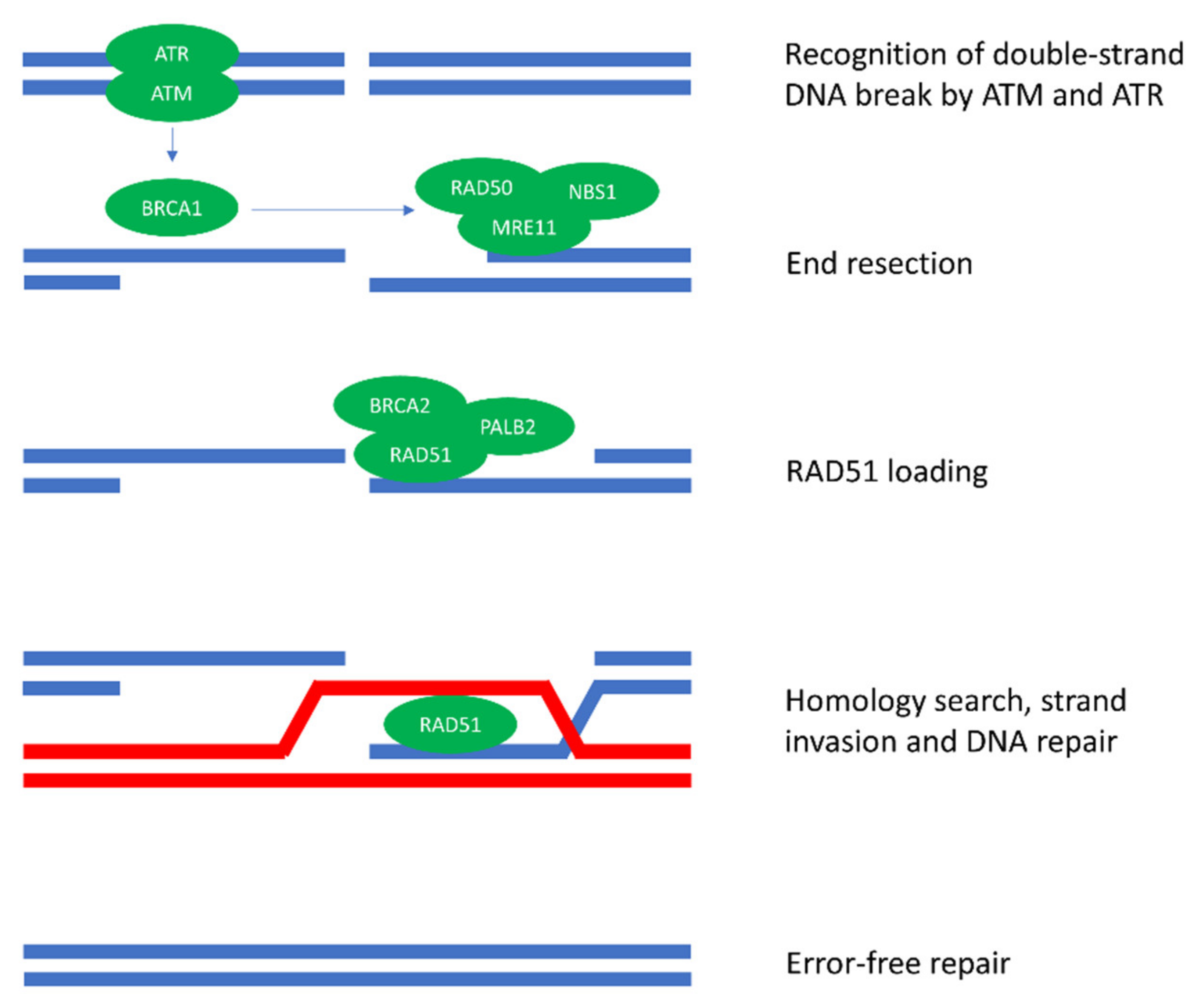 Homologous Recombination Repair Deficiency ... Biology Diagrams