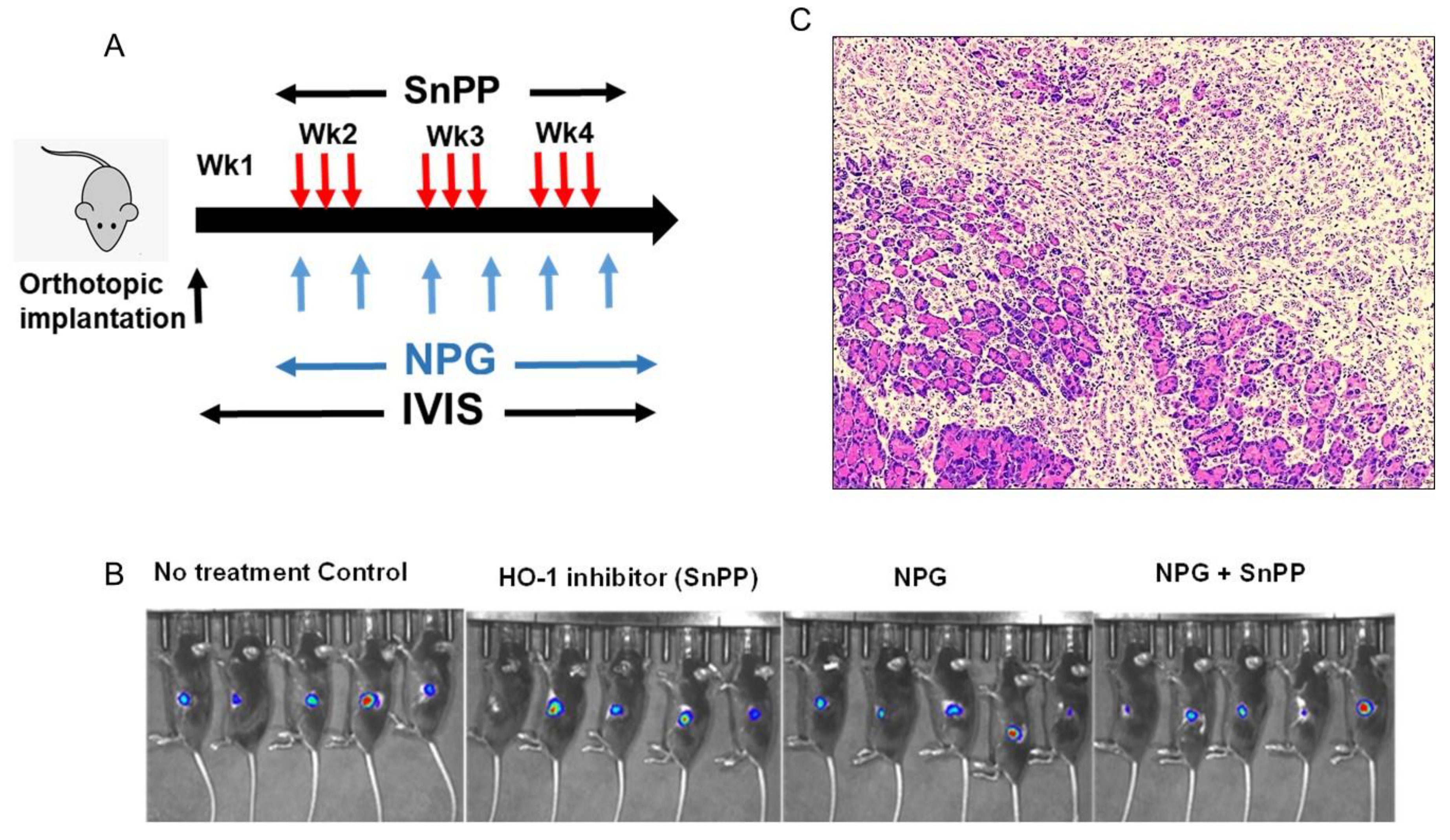Cancers 13 02264 g007a