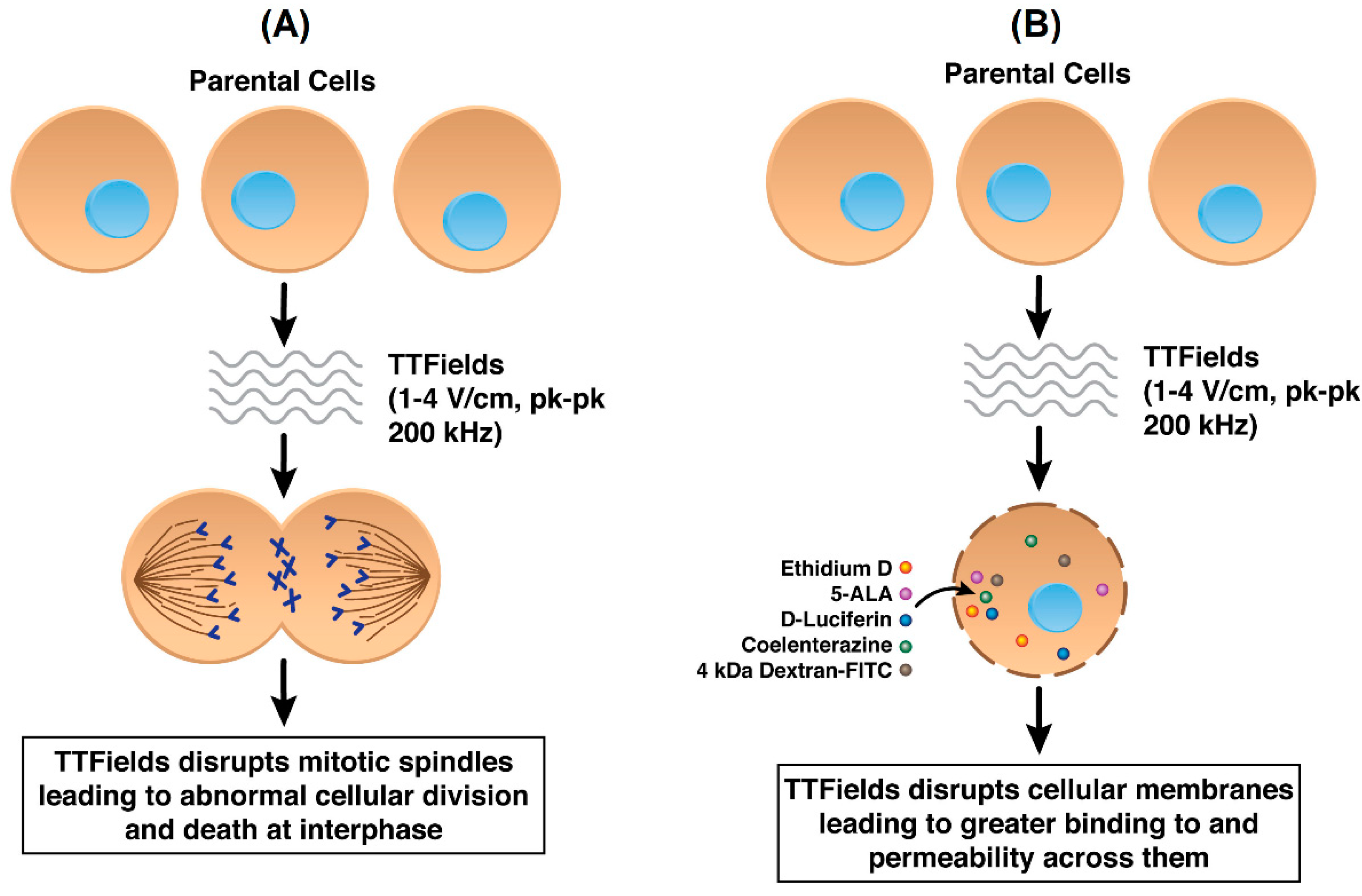 how do you get tested for antibodies for covid 19