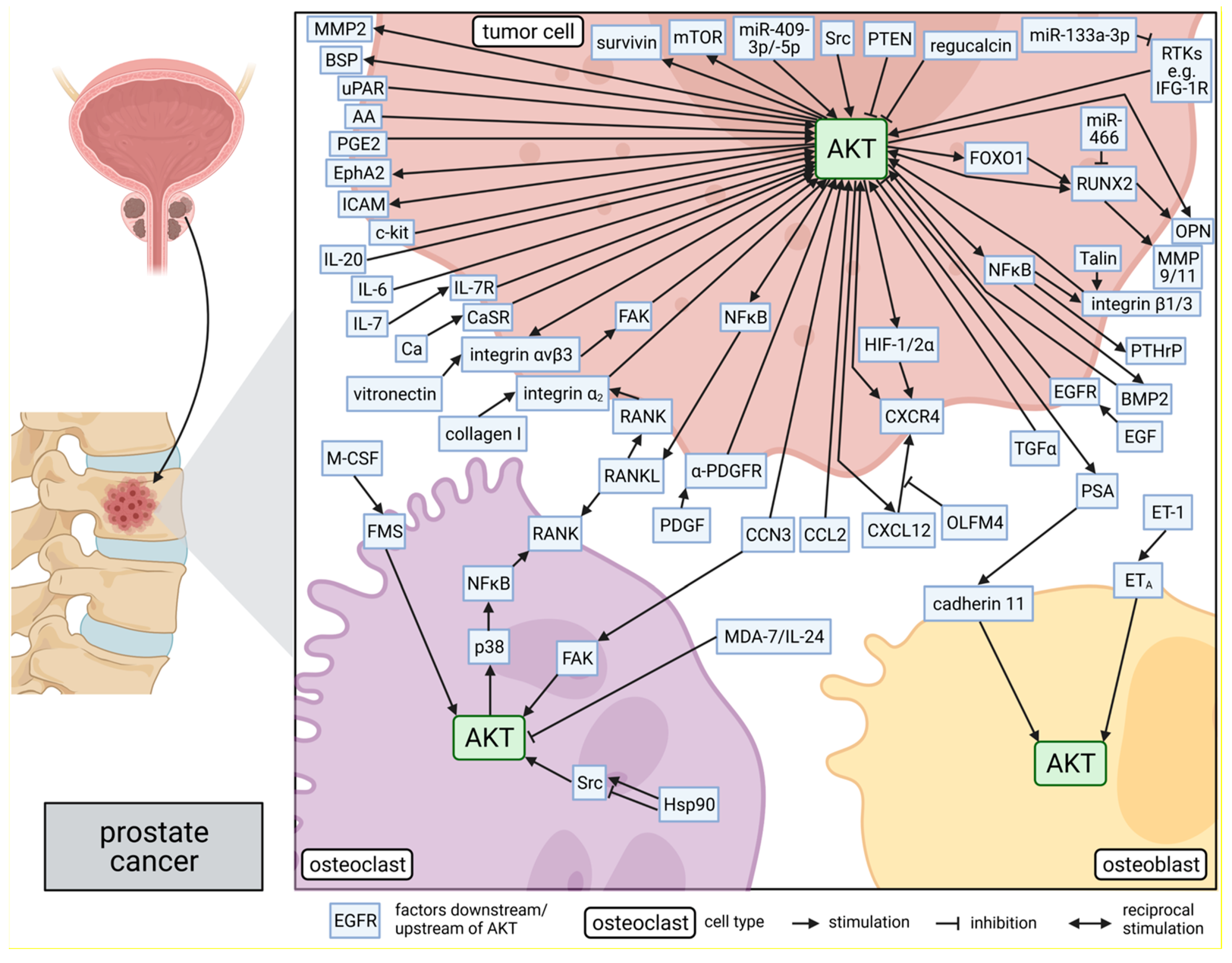Cancers | Free Full-Text | AKT in Bone Metastasis of Solid Tumors: A  Comprehensive Review