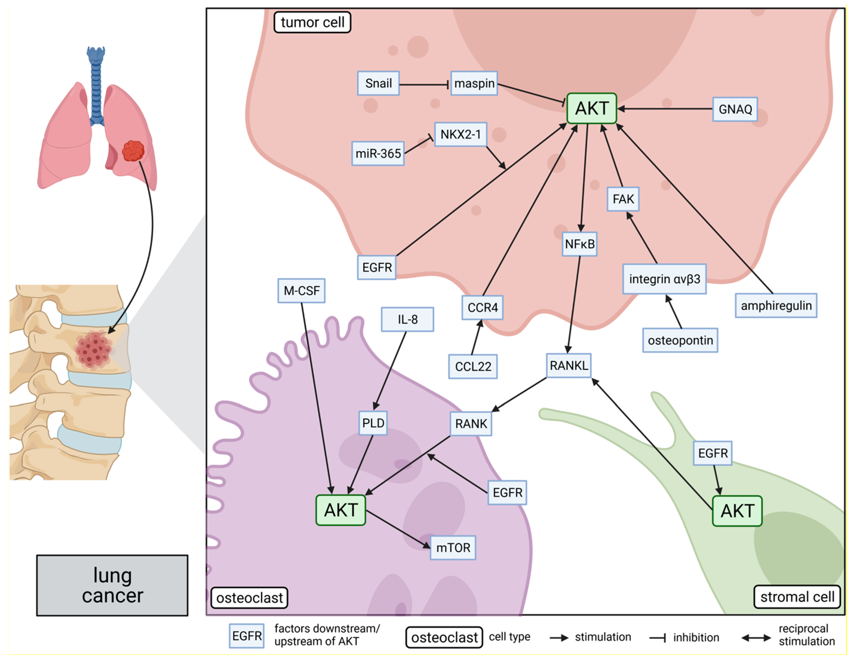 Cancers 13 02287 g003