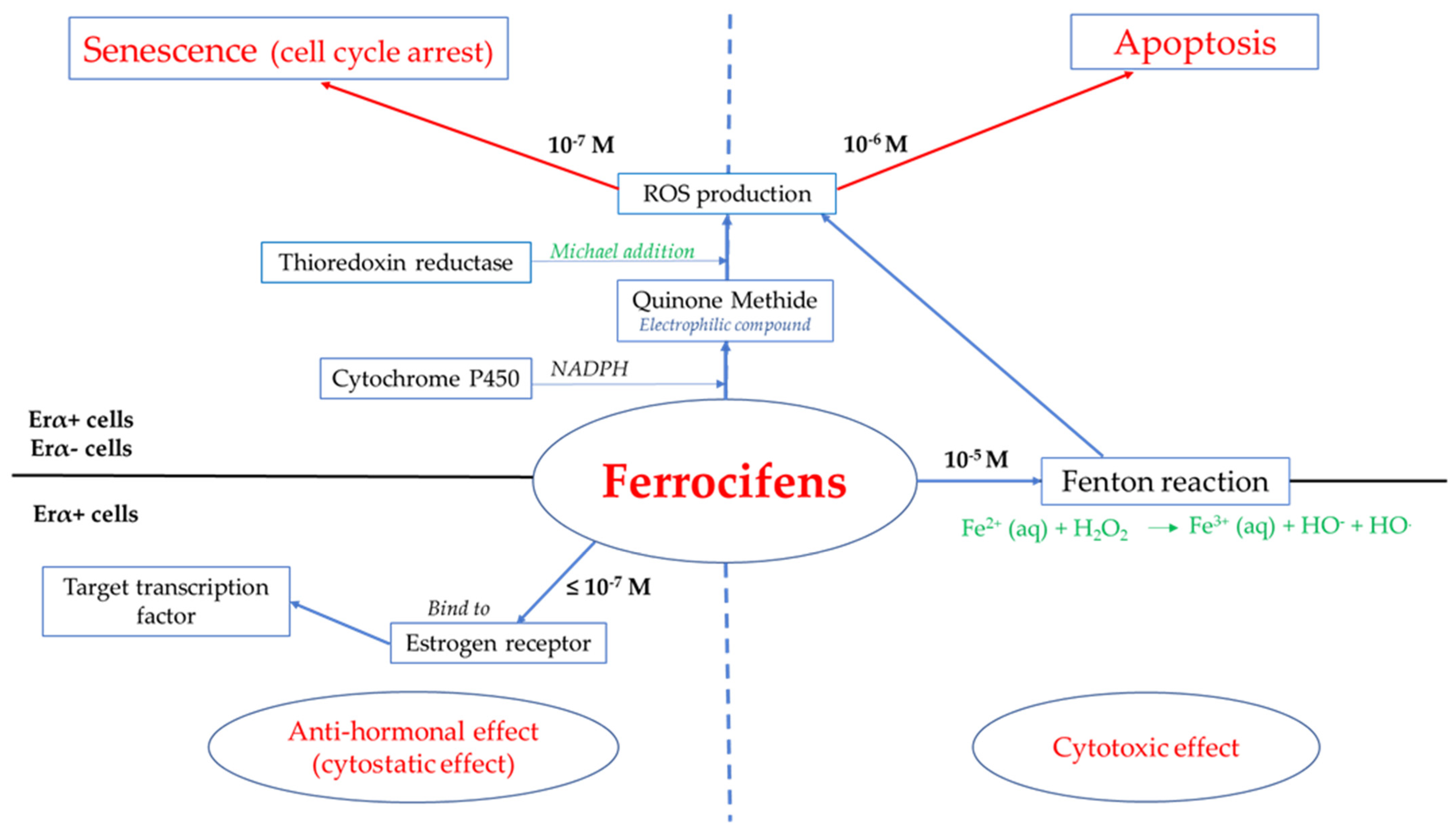 Cancers 13 02291 g002 Cancers 13 02291 g002