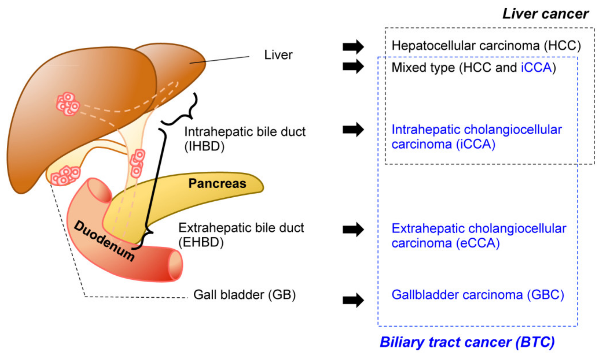 Cancers 13 02292 g001 Cancers 13 02292 g001