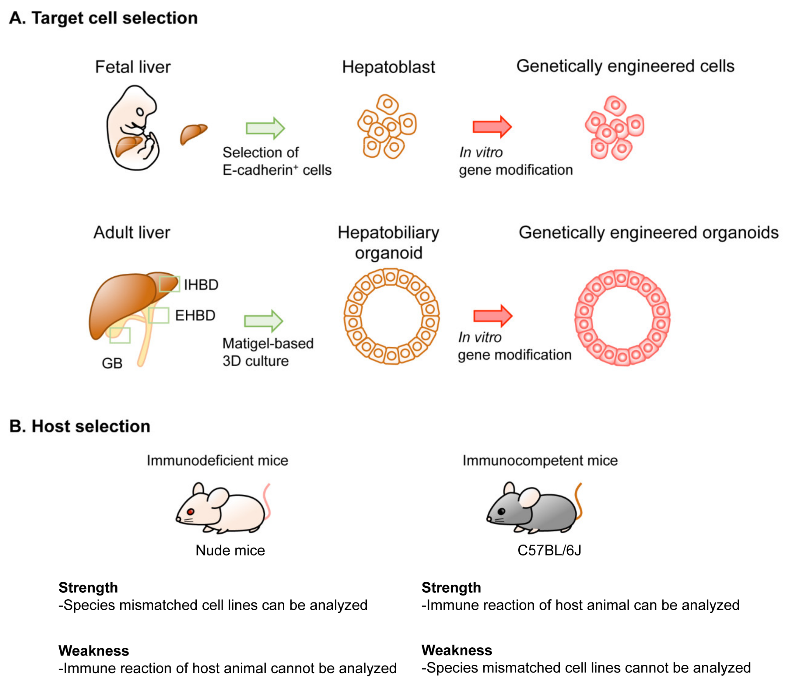 Cancers 13 02292 g002 Cancers 13 02292 g002