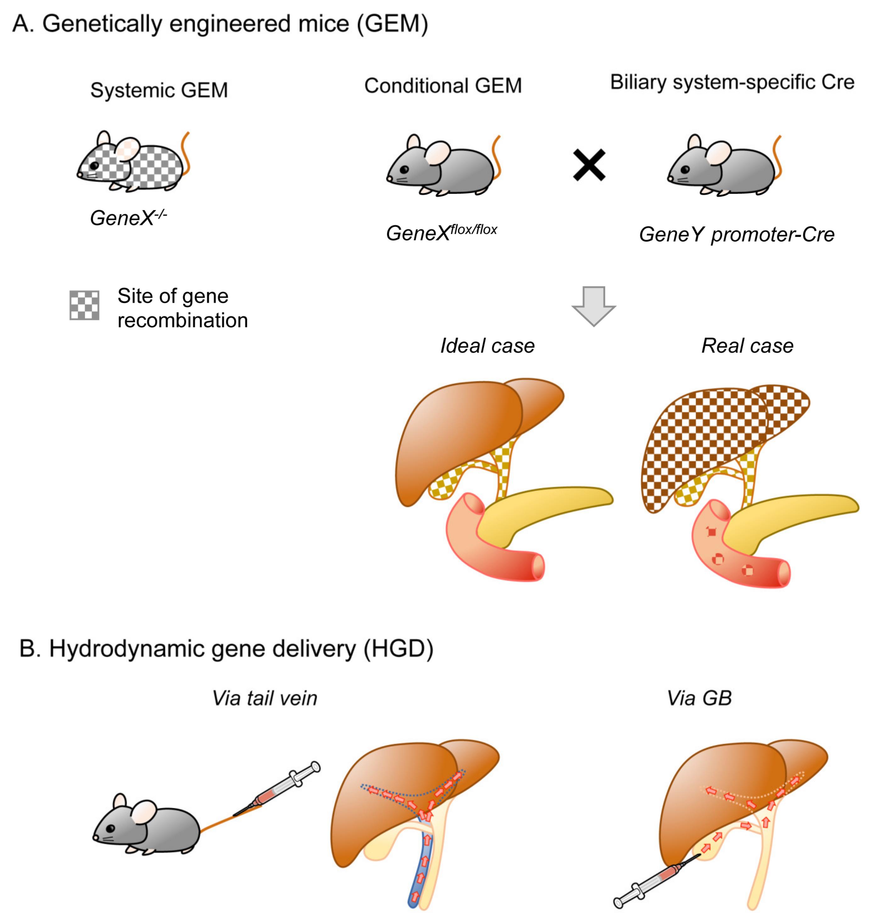 Cancers 13 02292 g003 Cancers 13 02292 g003