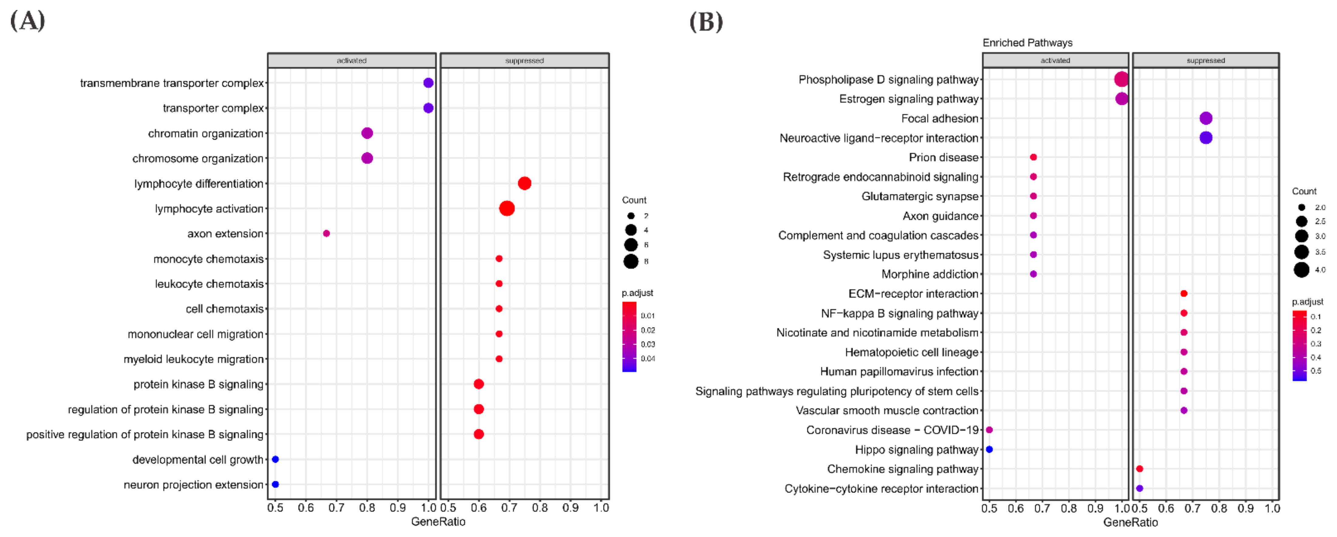 Cancers Free Full Text Evidence Of Cooperation Between Hippo Pathway And Ras Mutation In Thyroid Carcinomas