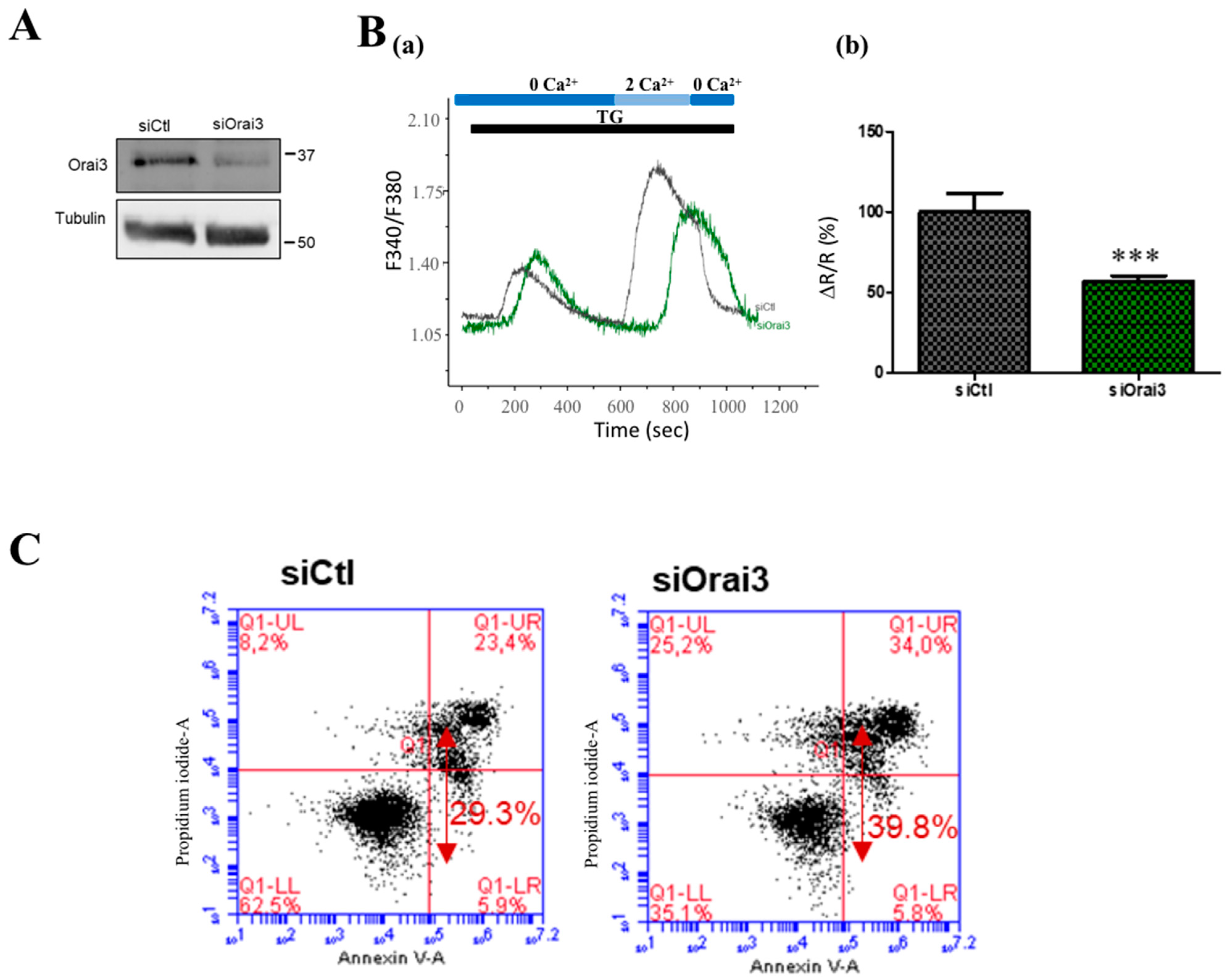 Cancers 13 02314 g008a Cancers 13 02314 g008a