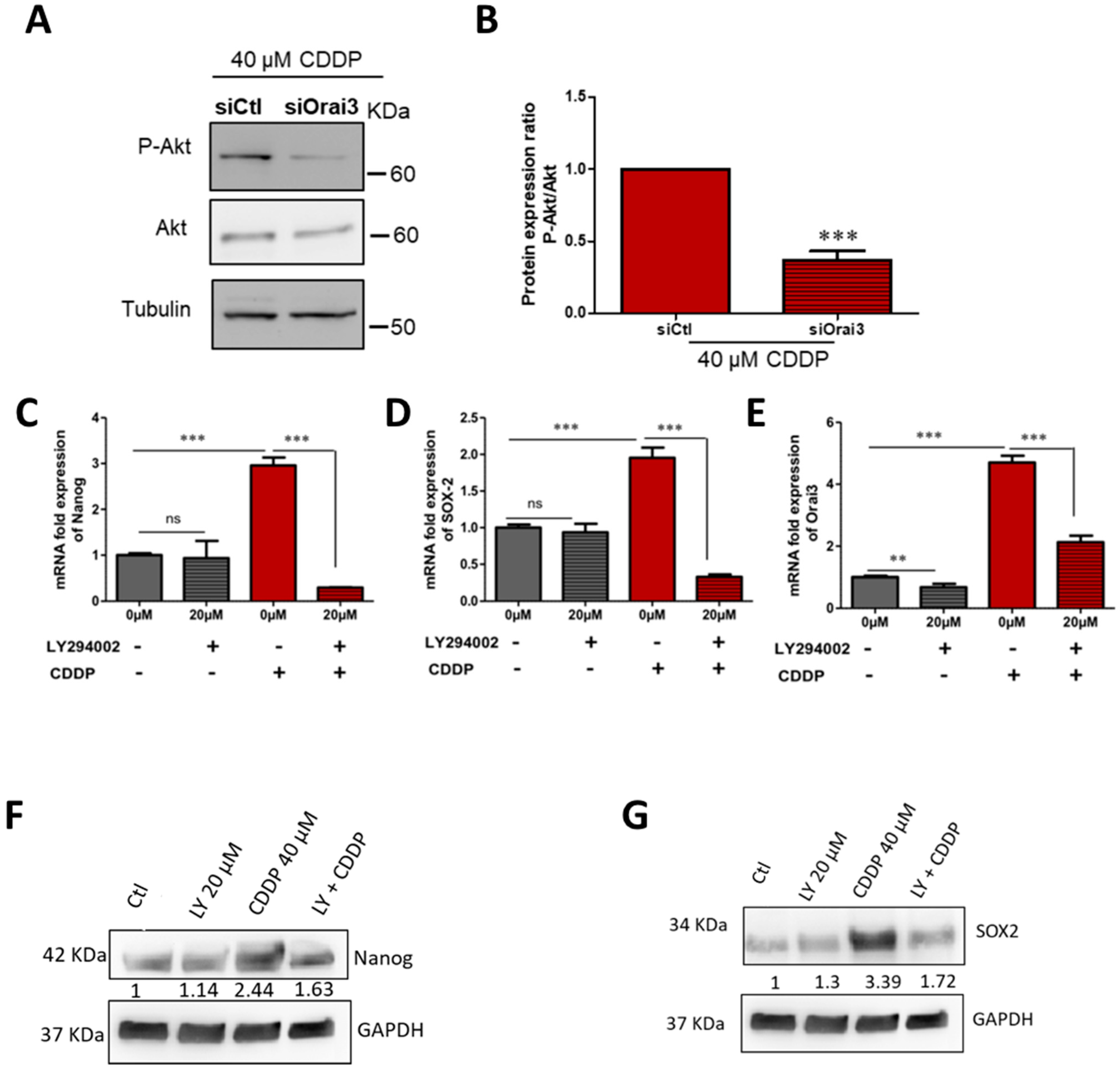 Cancers 13 02314 g009 Cancers 13 02314 g009