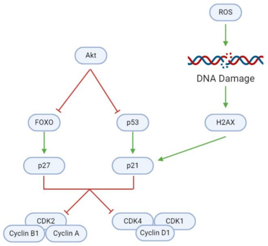 両替機 Natural Compounds in Glioblastoma Therapy: Preclinical