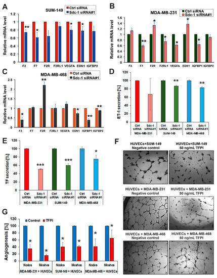 Cancers Free Full Text Syndecan 1 Promotes Angiogenesis In Triple Negative Breast Cancer Through The Prognostically Relevant Tissue Factor Pathway And Additional Angiogenic Routes Html