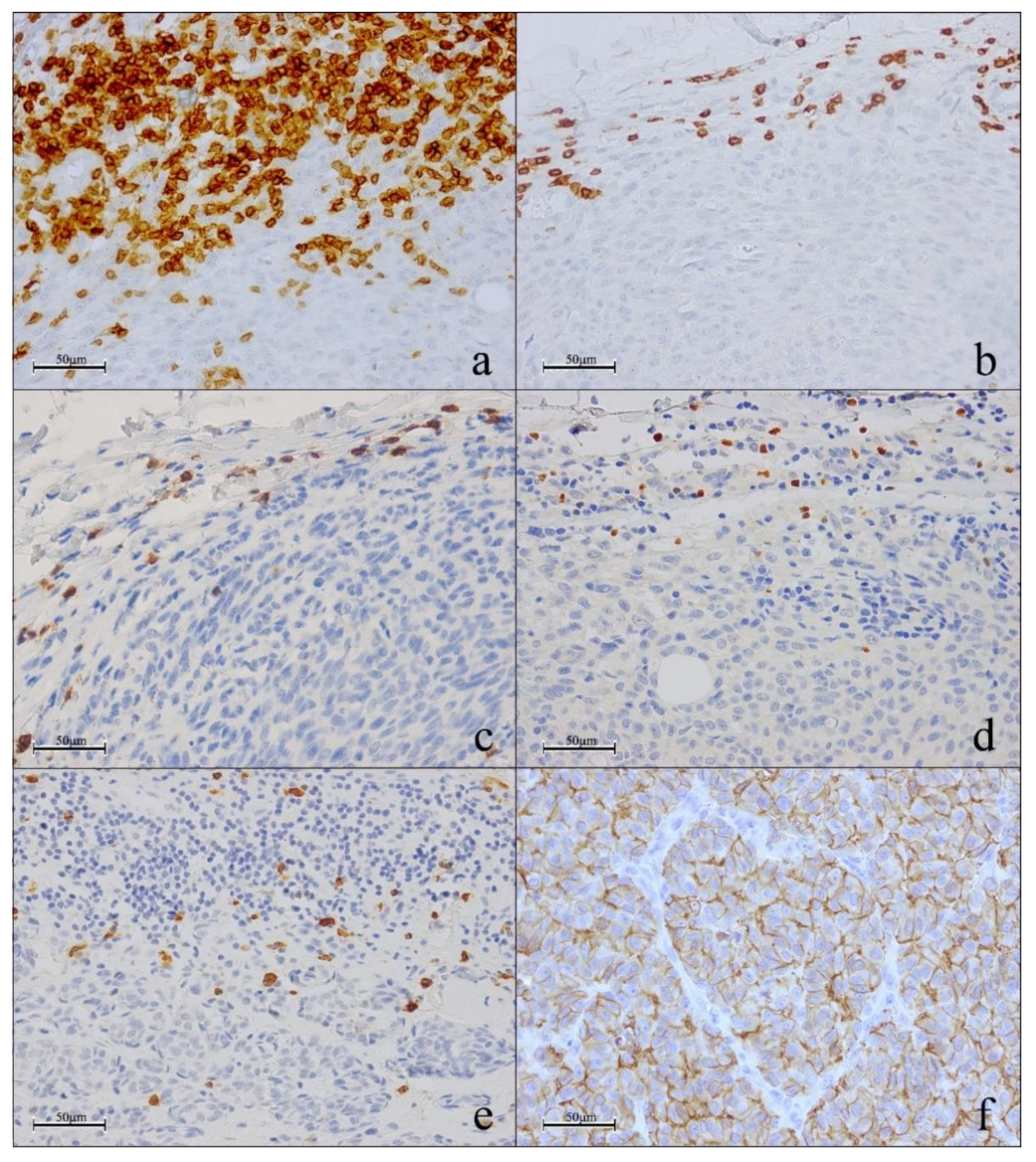 Cancers 13 02325 g001