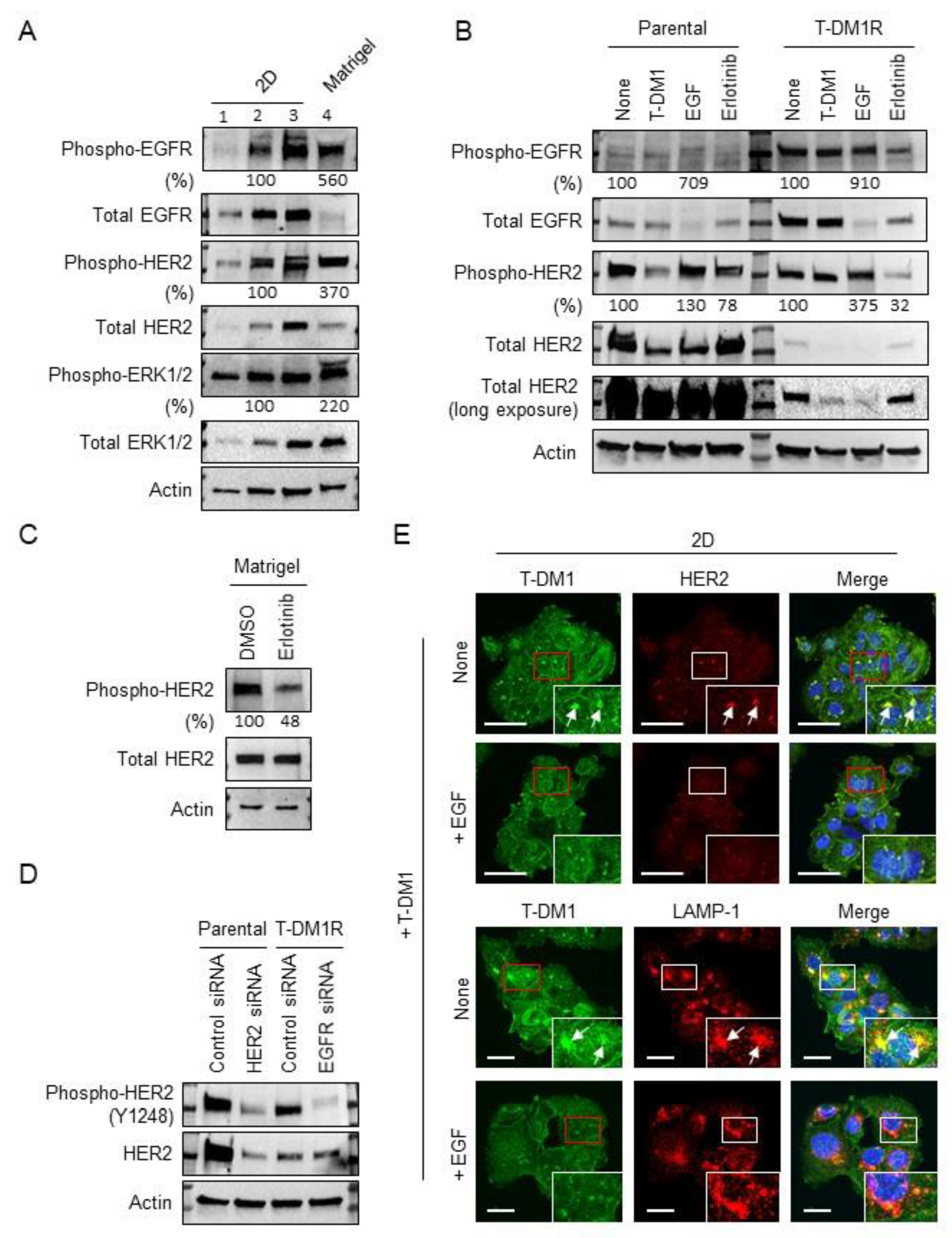Cancers 13 02331 g002