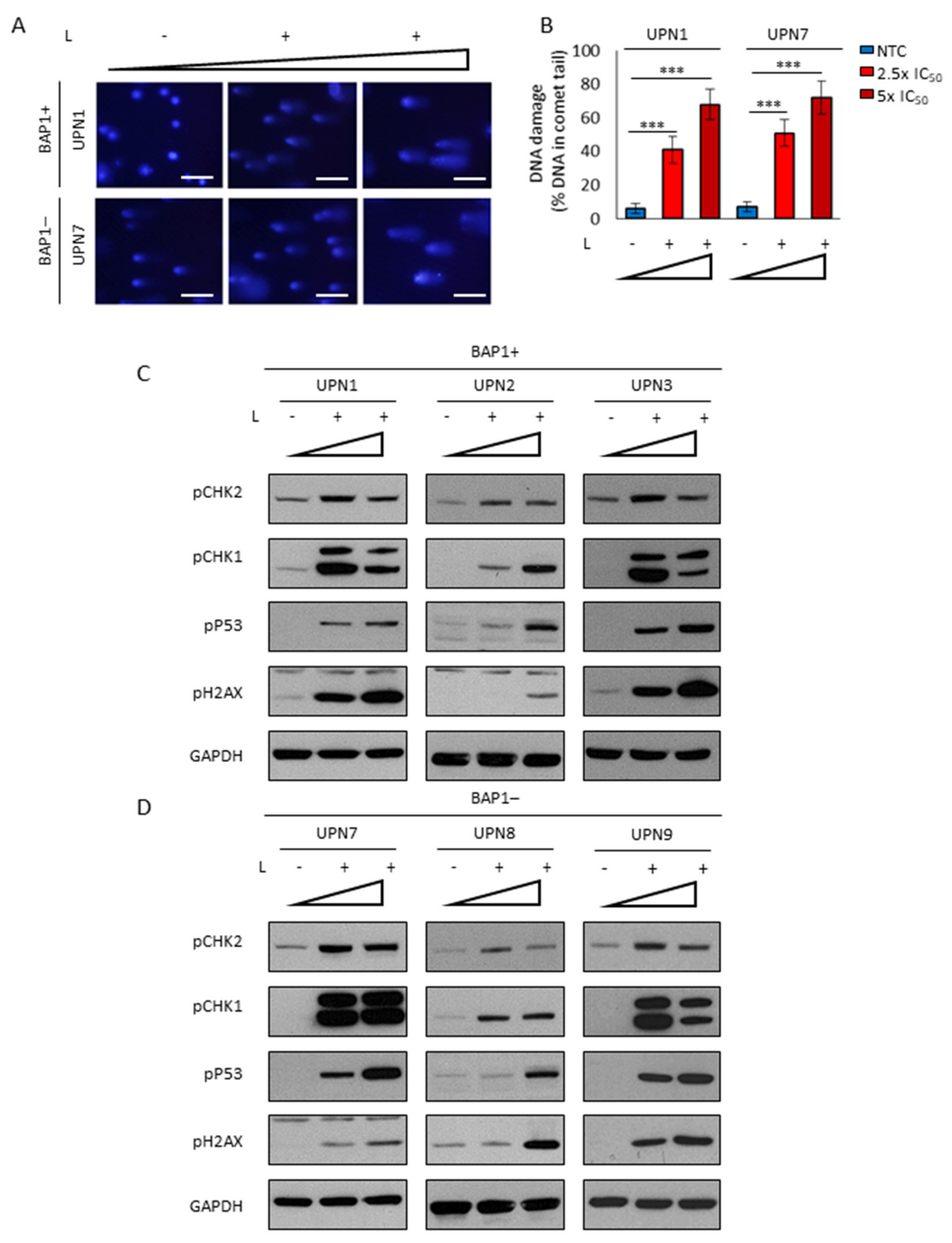 Cancers 13 02332 g005 Cancers 13 02332 g005