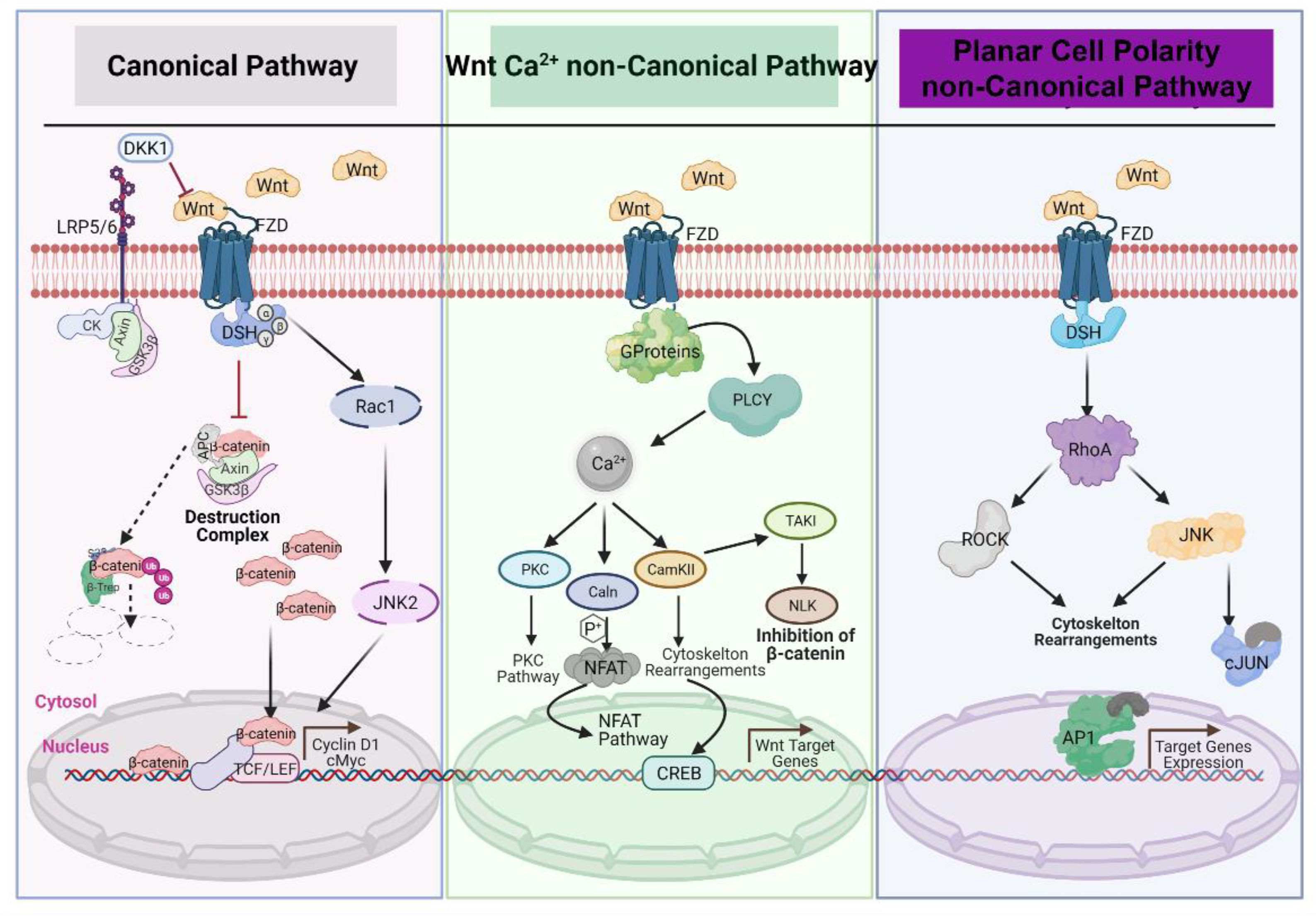 Cancers | Free Full-Text | Targeting Wnt Signaling in Endometrial Cancer