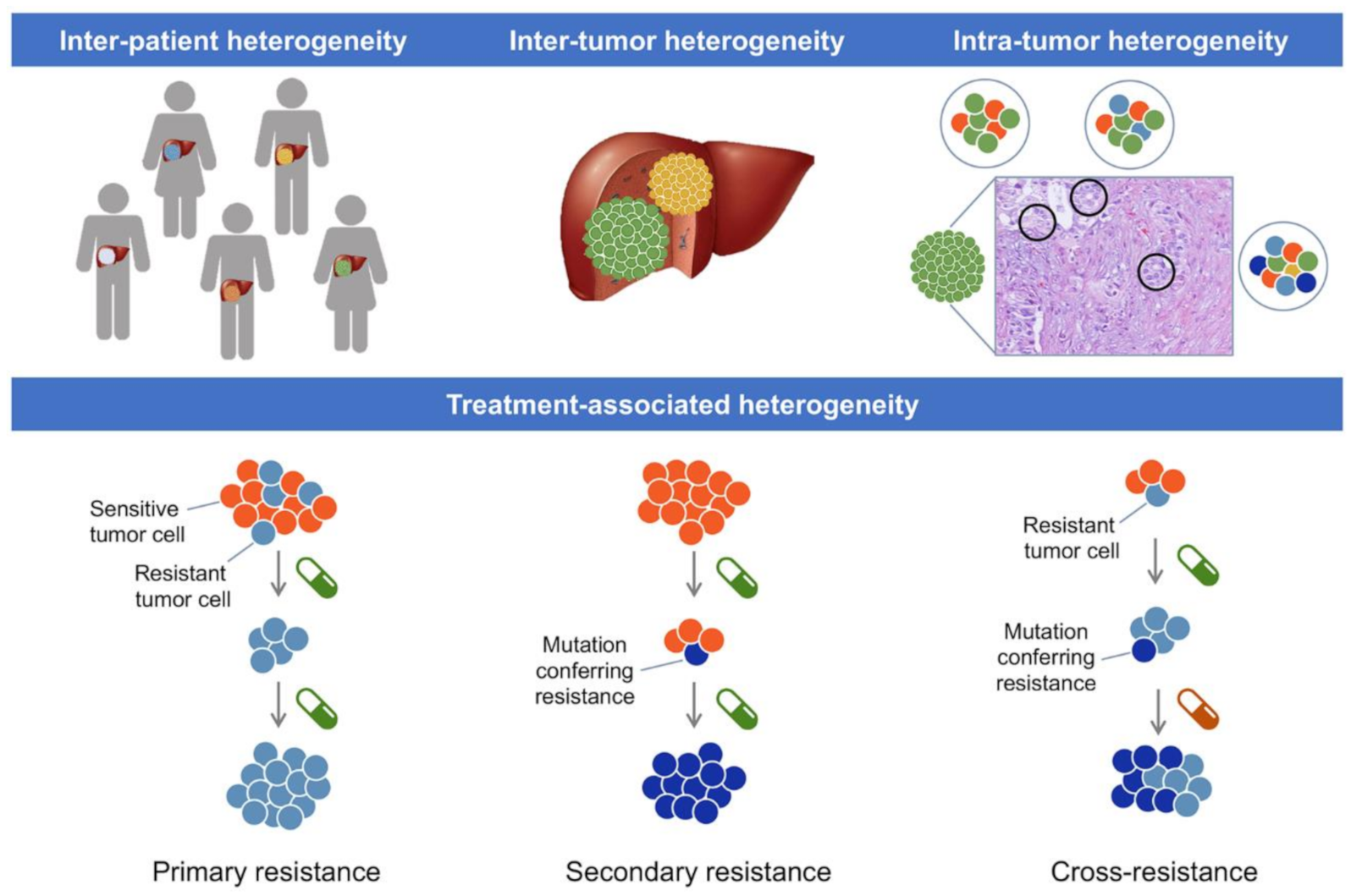 Cancers 13 02358 g001 Cancers 13 02358 g001