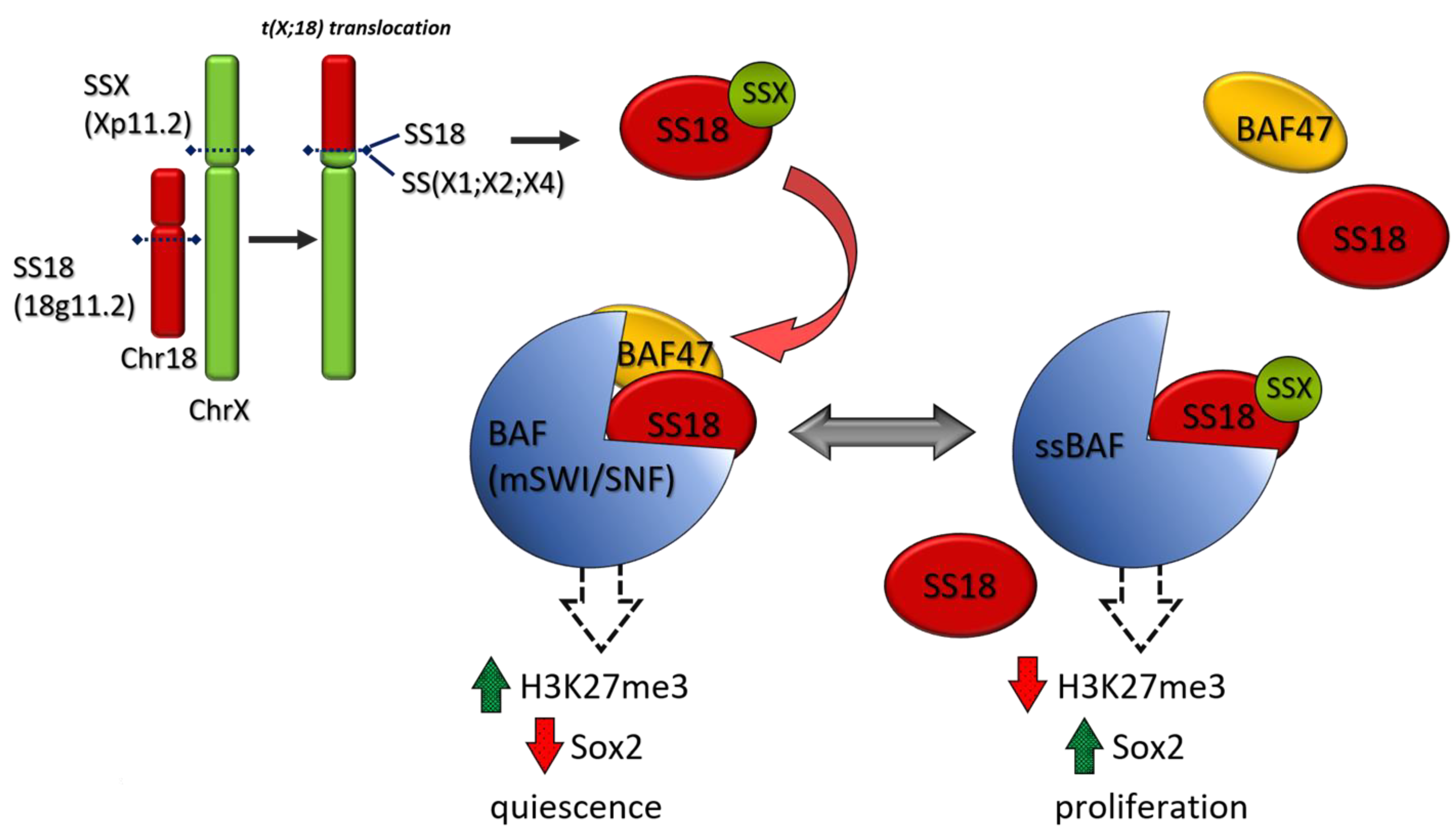 Cancers 13 02359 g004 Cancers 13 02359 g004