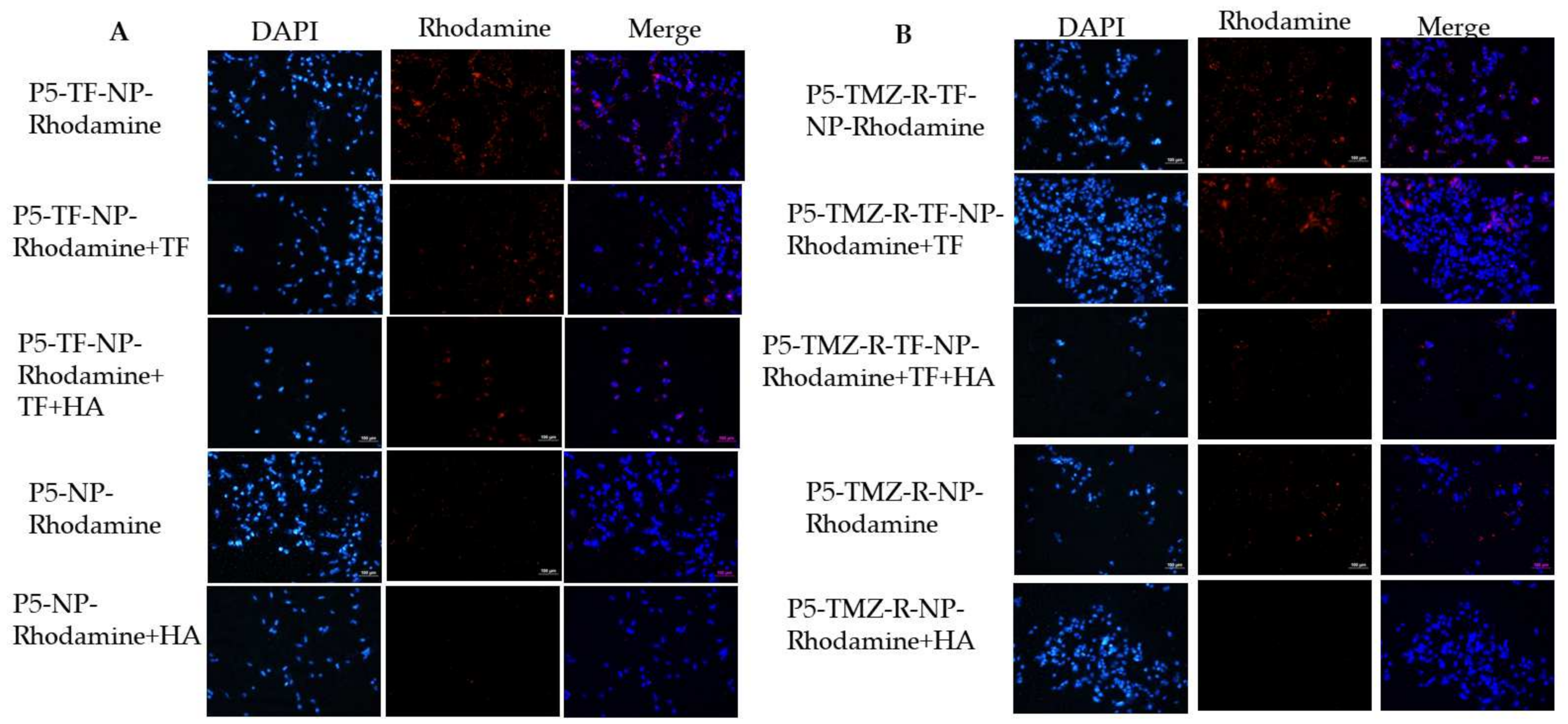Cancers 13 02375 g006 Cancers 13 02375 g006
