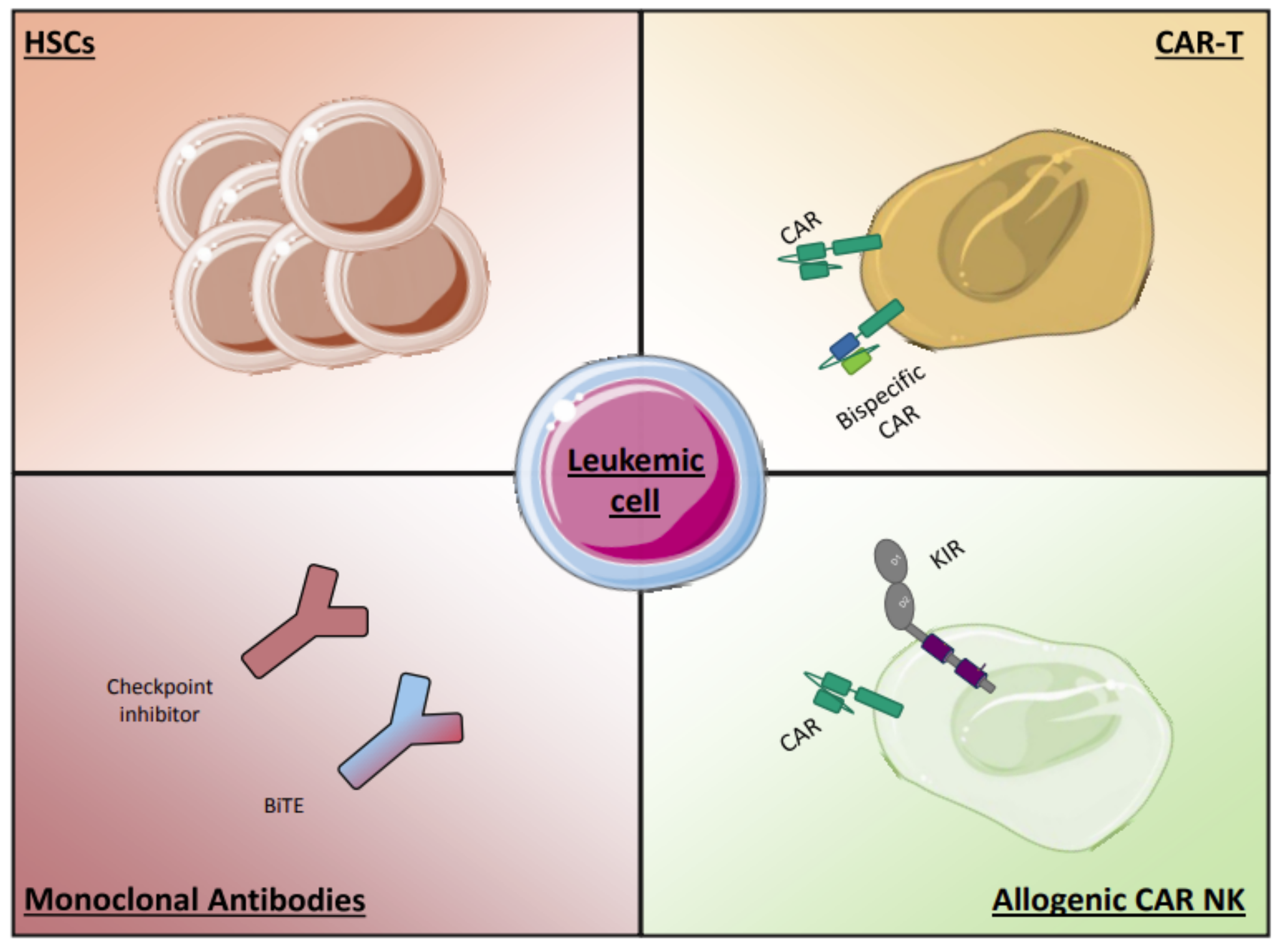 Cancers Free Full Text Acute Myeloid Leukemia Is It T Time Html