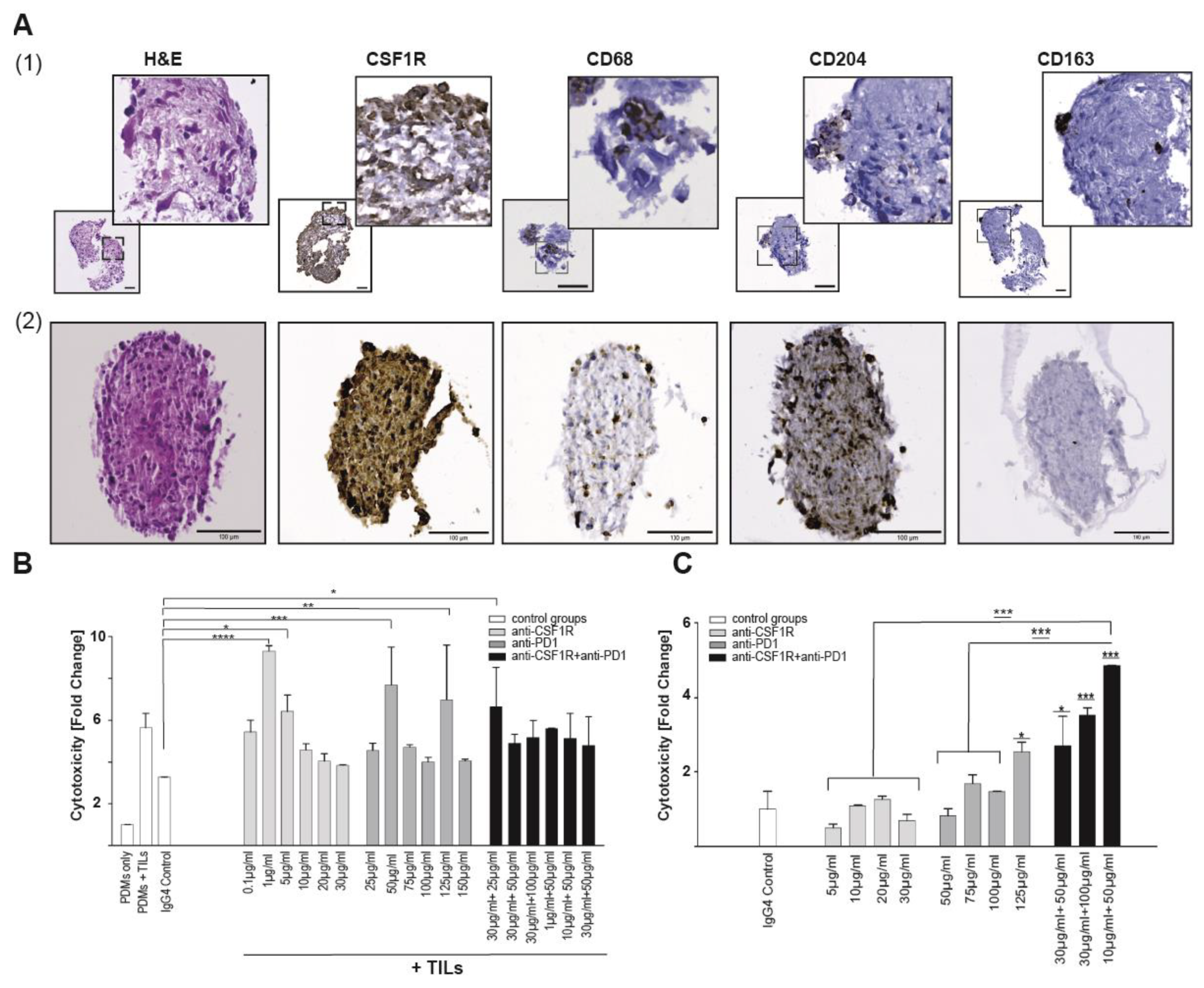 Cancers 13 02400 g007