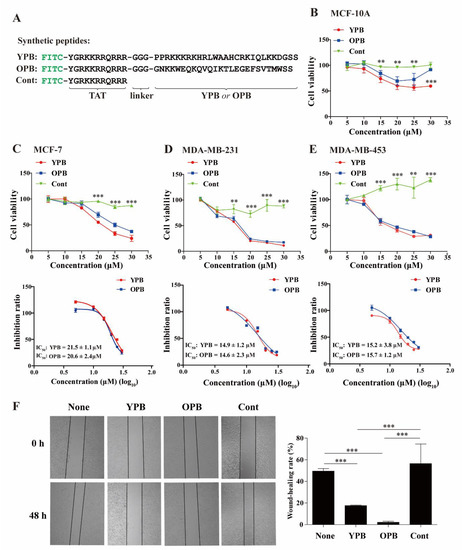 Disruption of YY1-EZH2 Interaction Using Synthetic Peptides Disruption of YY1-EZH2 Interaction Using Synthetic Peptides