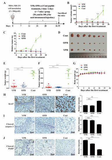 zkp The Importance of Edible Medicinal Mushrooms and Their