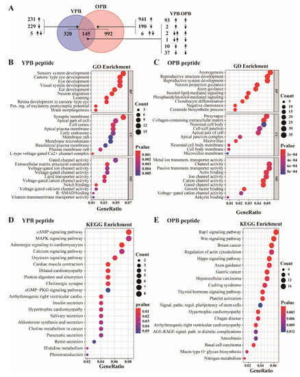 Disruption of YY1-EZH2 Interaction Using Synthetic Peptides