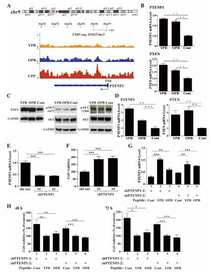 Disruption of YY1-EZH2 Interaction Using Synthetic Peptides