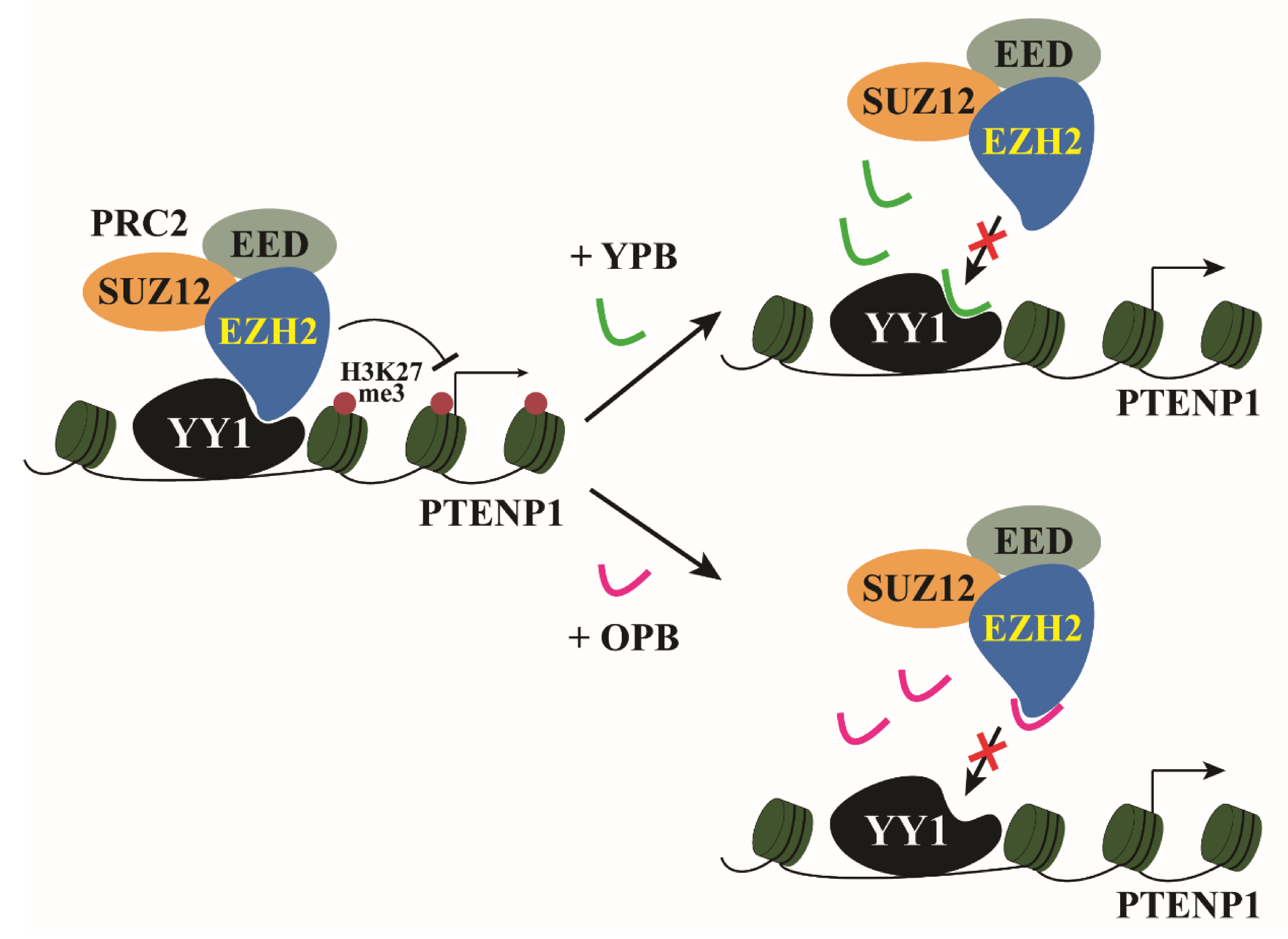 Cancers 13 02402 g008 Cancers 13 02402 g008