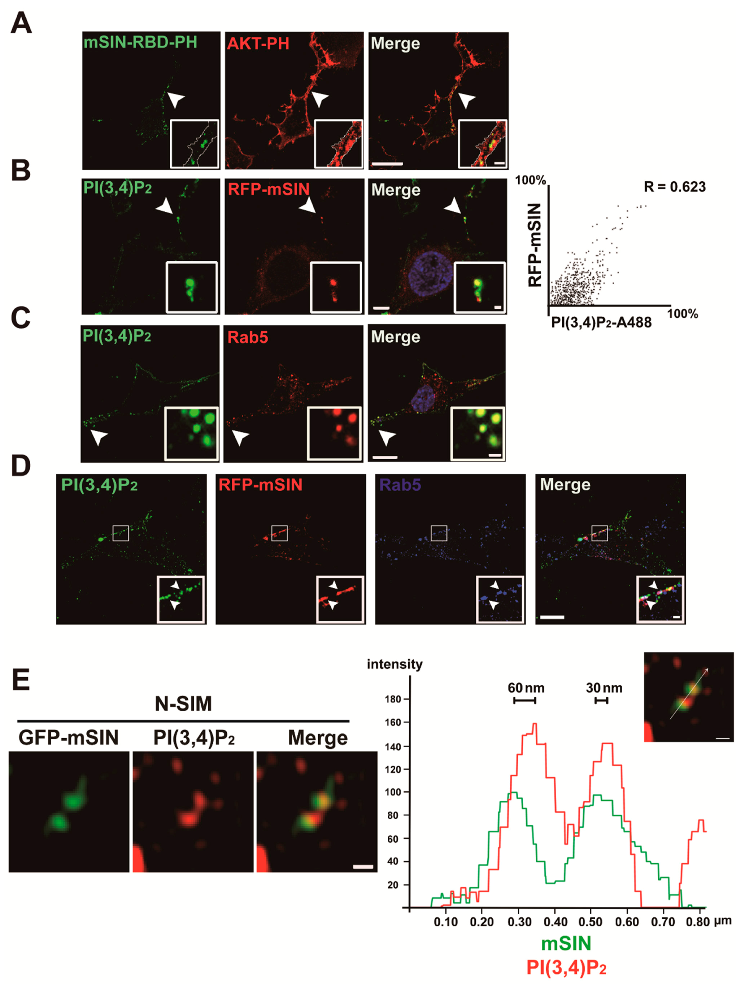 Cancers 13 02405 g004 Cancers 13 02405 g004