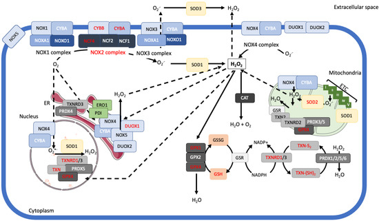 Targeting Reactive Oxygen Species Metabolism to Induce