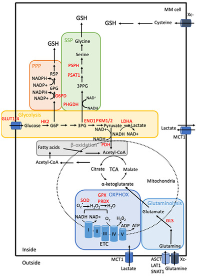 Cancers | Free Full-Text | Targeting Reactive Oxygen Species Cancers | Free Full-Text | Targeting Reactive Oxygen Species