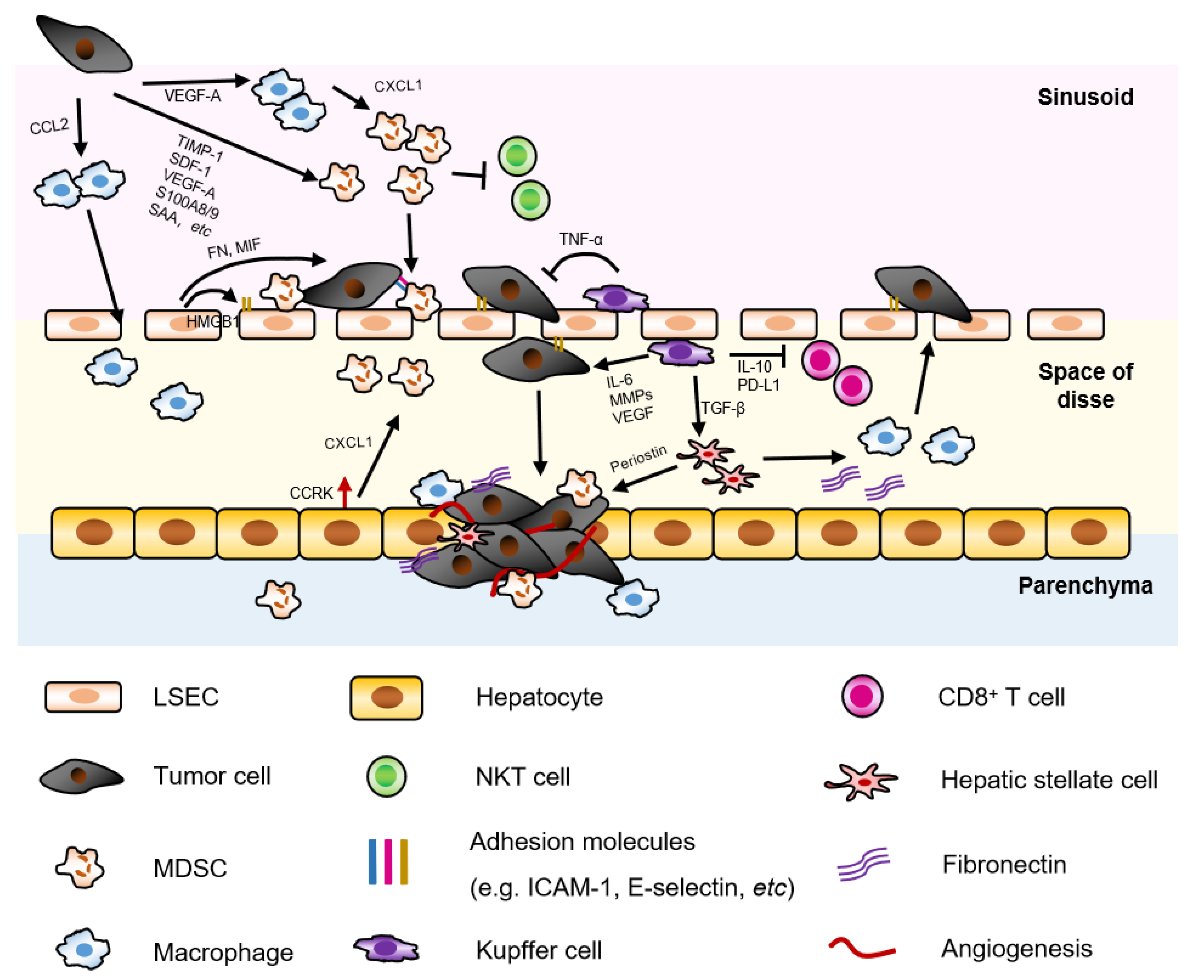 Cancers 13 02418 g002