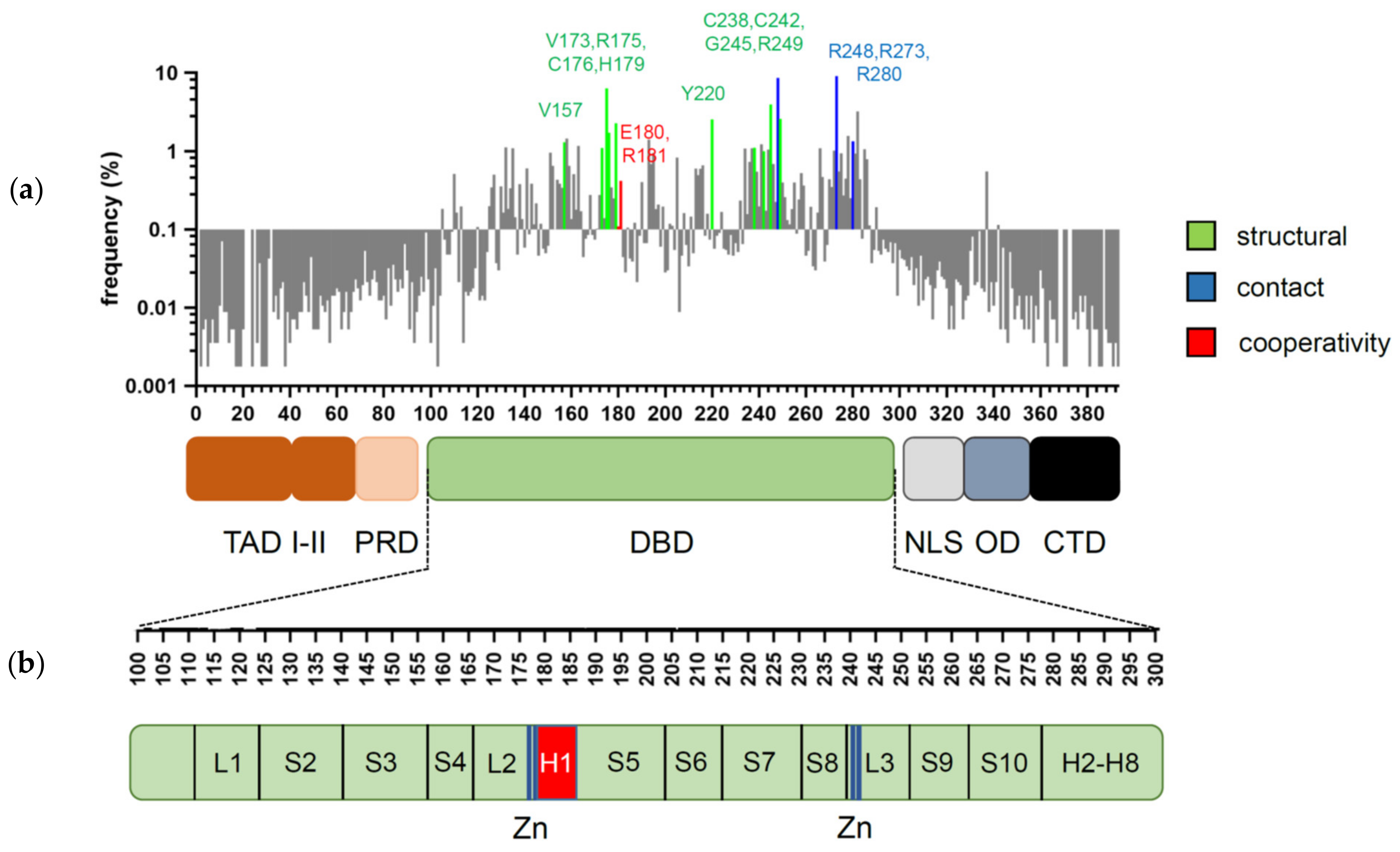 cancers free full text rely on each other dna binding cooperativity shapes p53 functions in tumor suppression and cancer therapy html