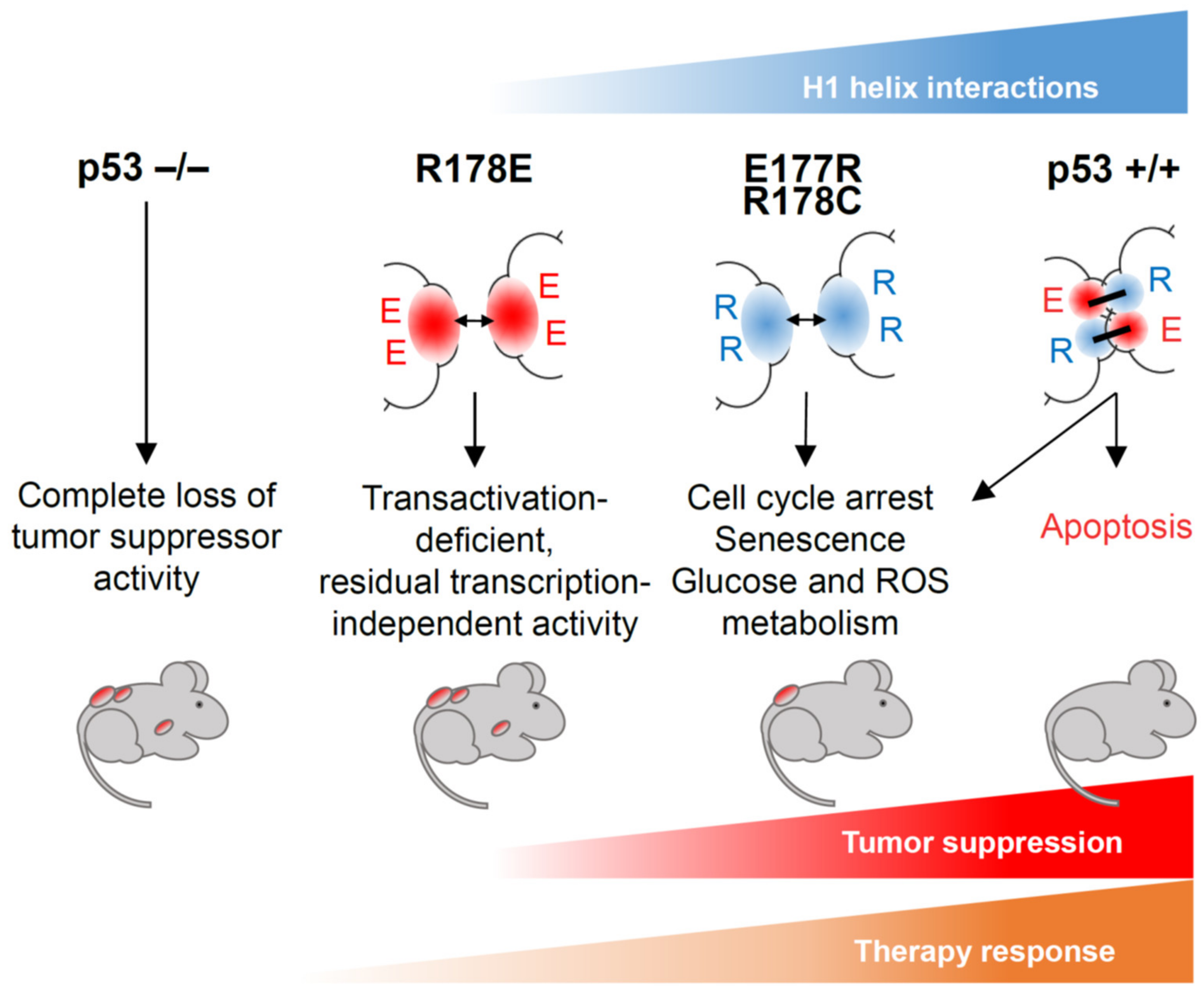 Cancers 13 02422 g004 Cancers 13 02422 g004