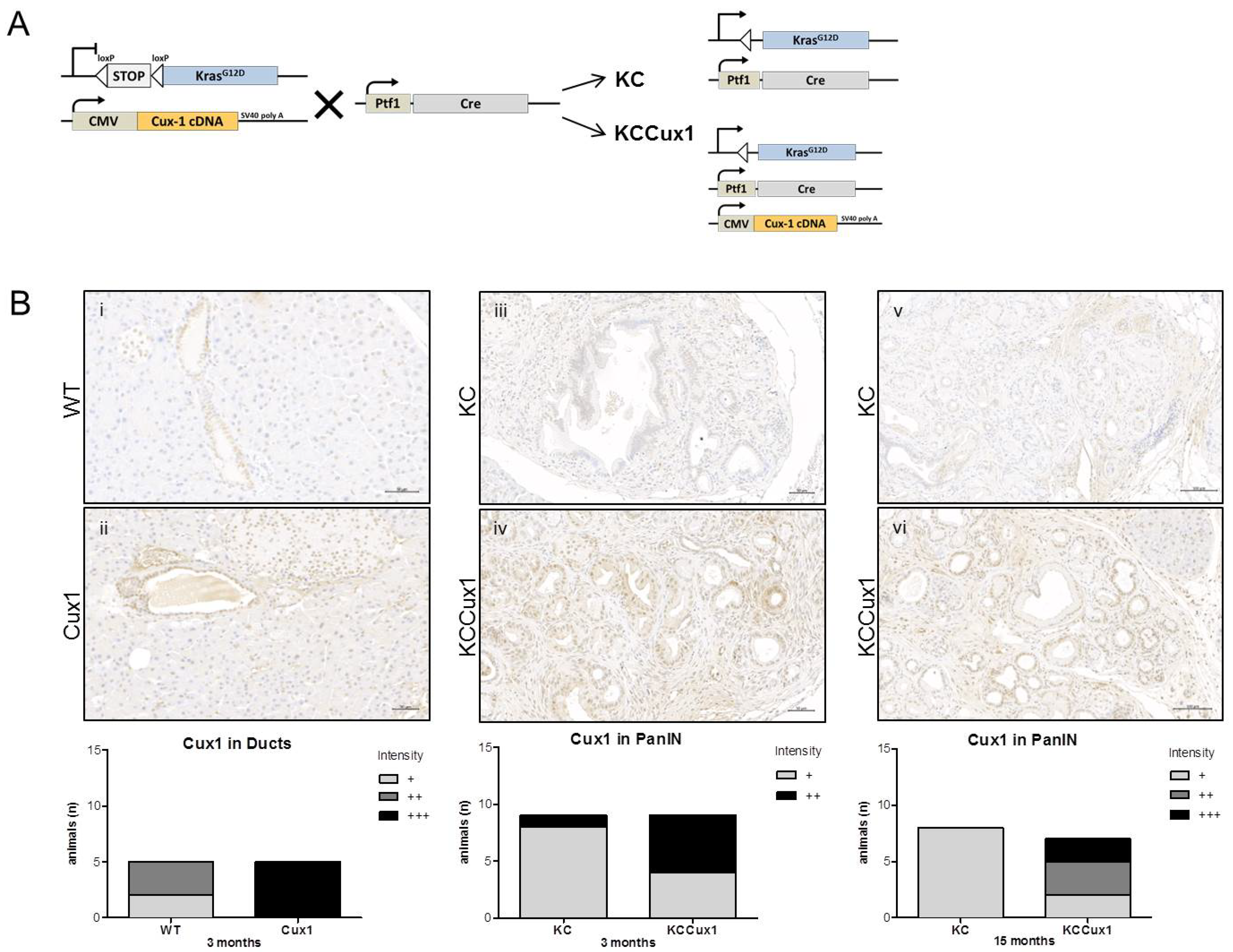 Cancers 13 02462 g001 Cancers 13 02462 g001