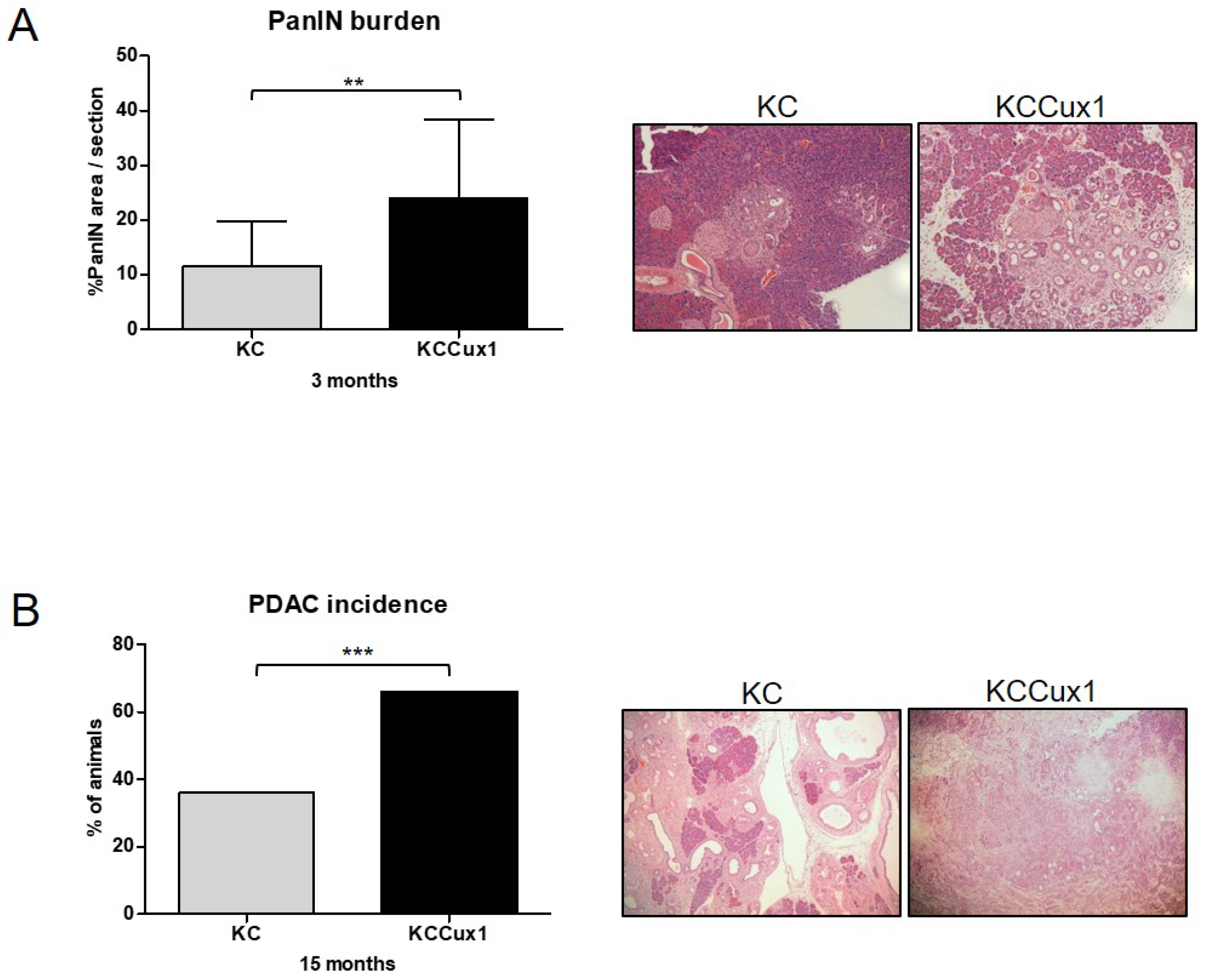 Cancers 13 02462 g002 Cancers 13 02462 g002
