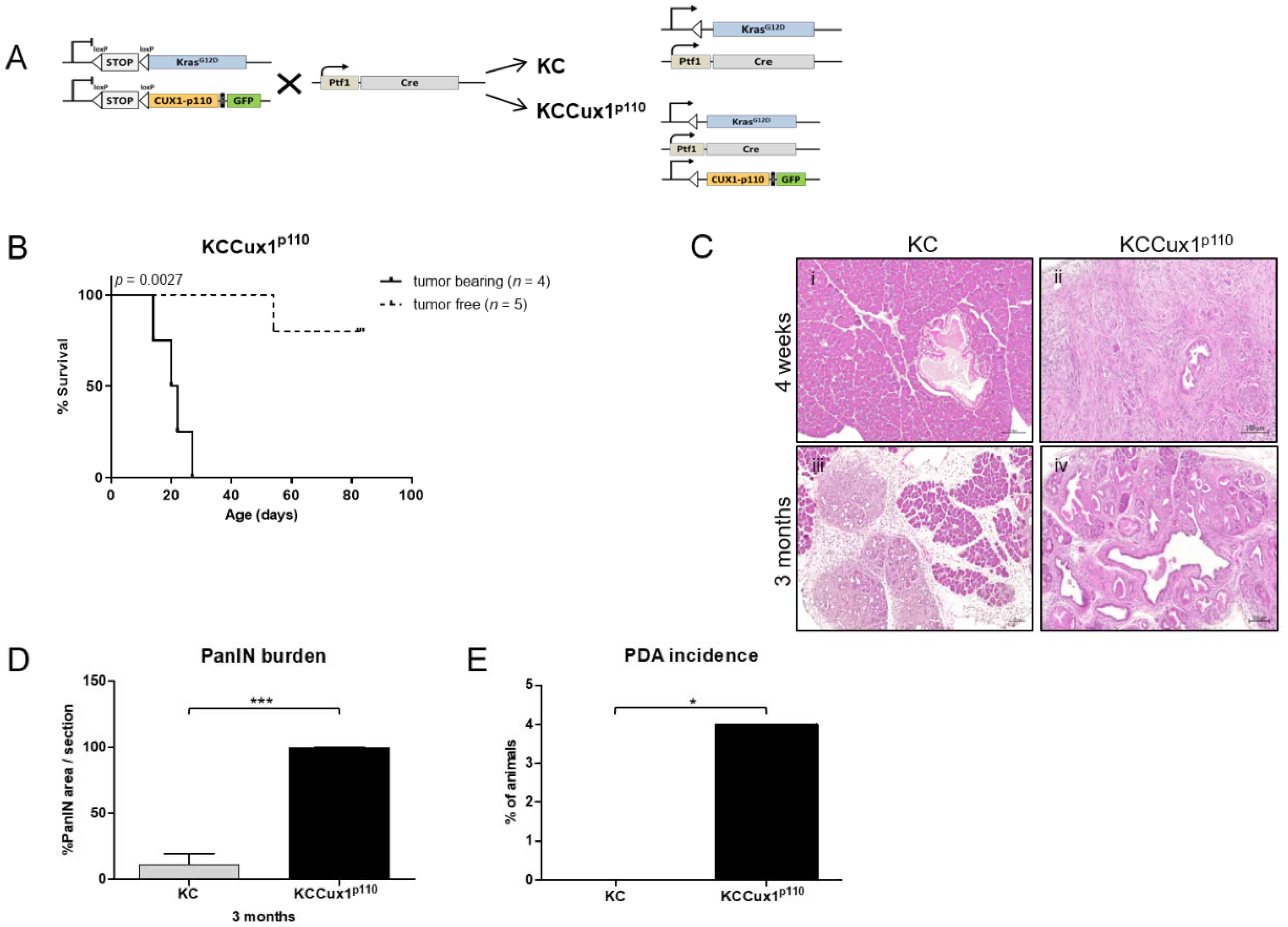 Cancers 13 02462 g003 Cancers 13 02462 g003