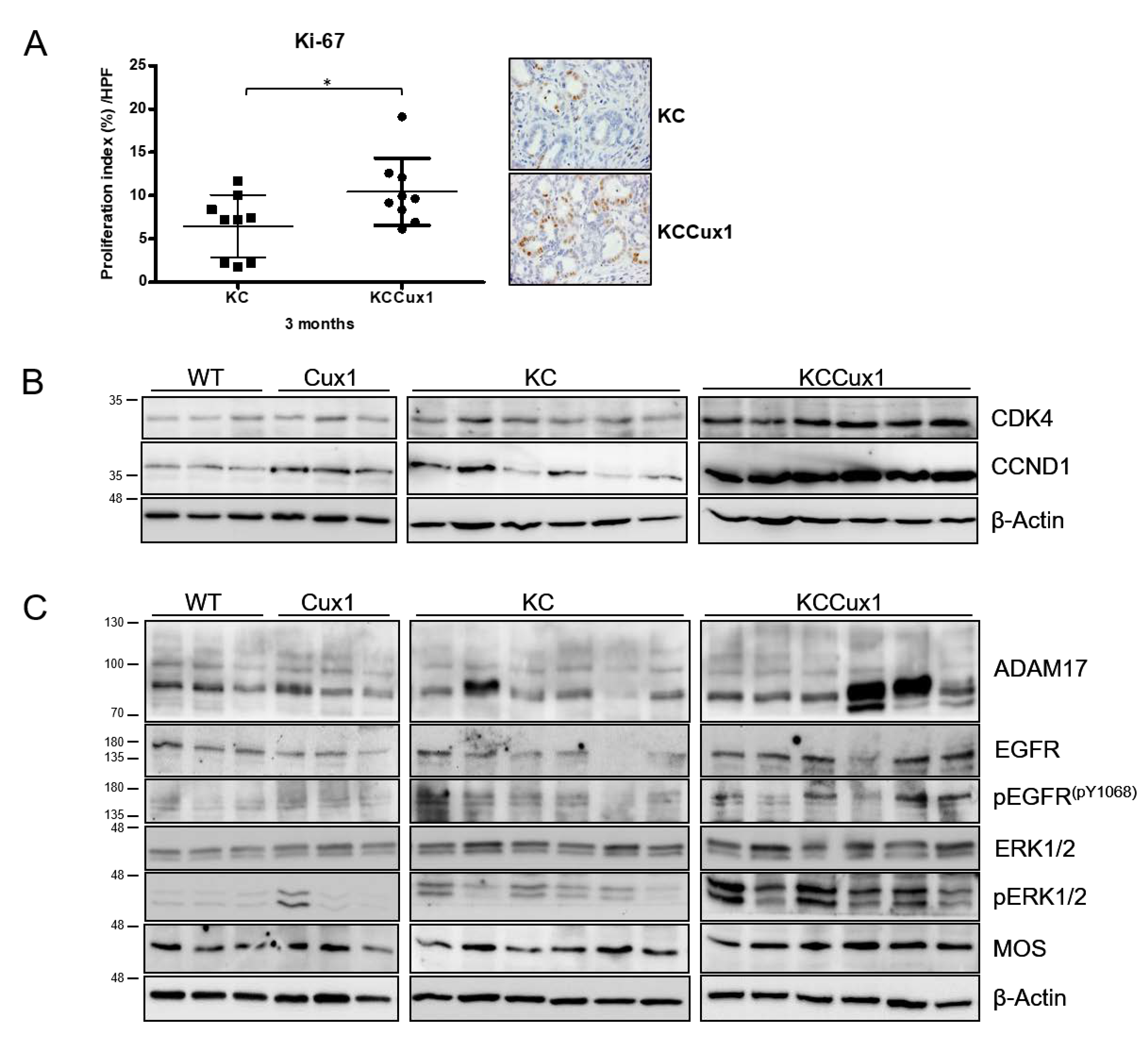 Cancers 13 02462 g004 Cancers 13 02462 g004