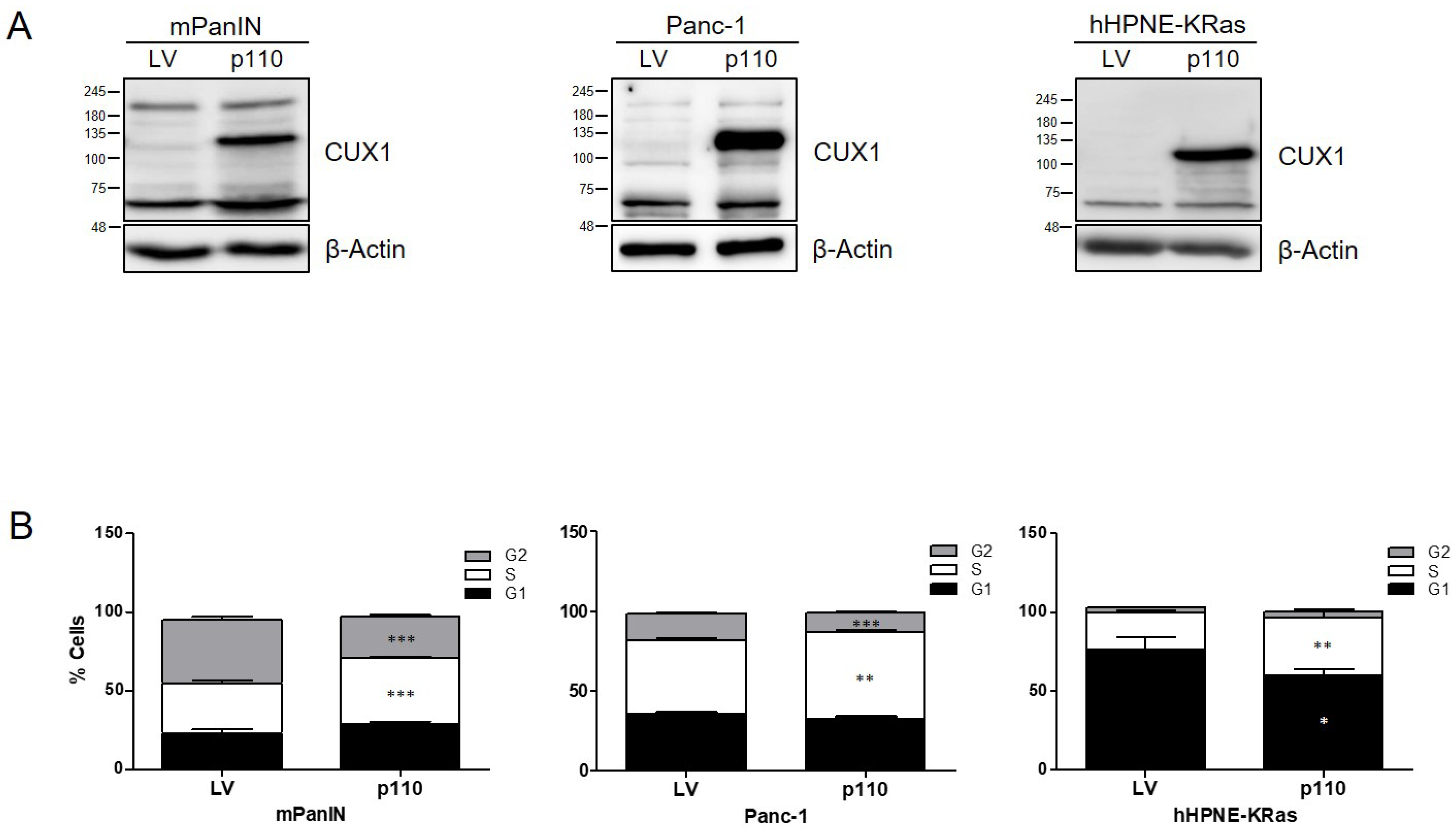 Cancers 13 02462 g005 Cancers 13 02462 g005