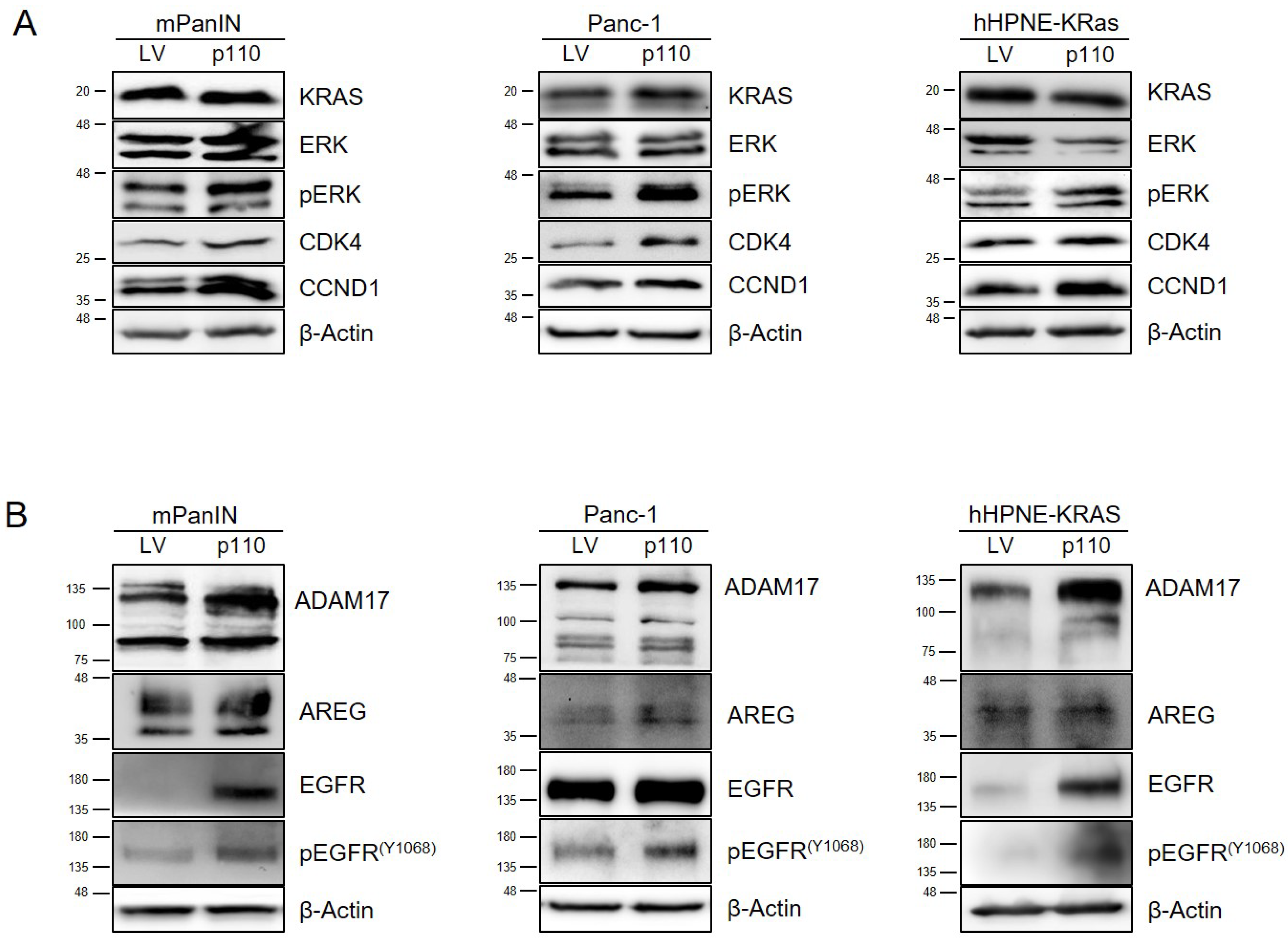 Cancers 13 02462 g006 Cancers 13 02462 g006